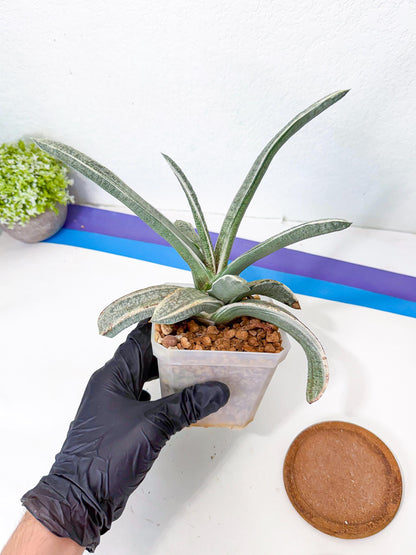 Gasteria Batesiana White Var (g) | Imported Succulent