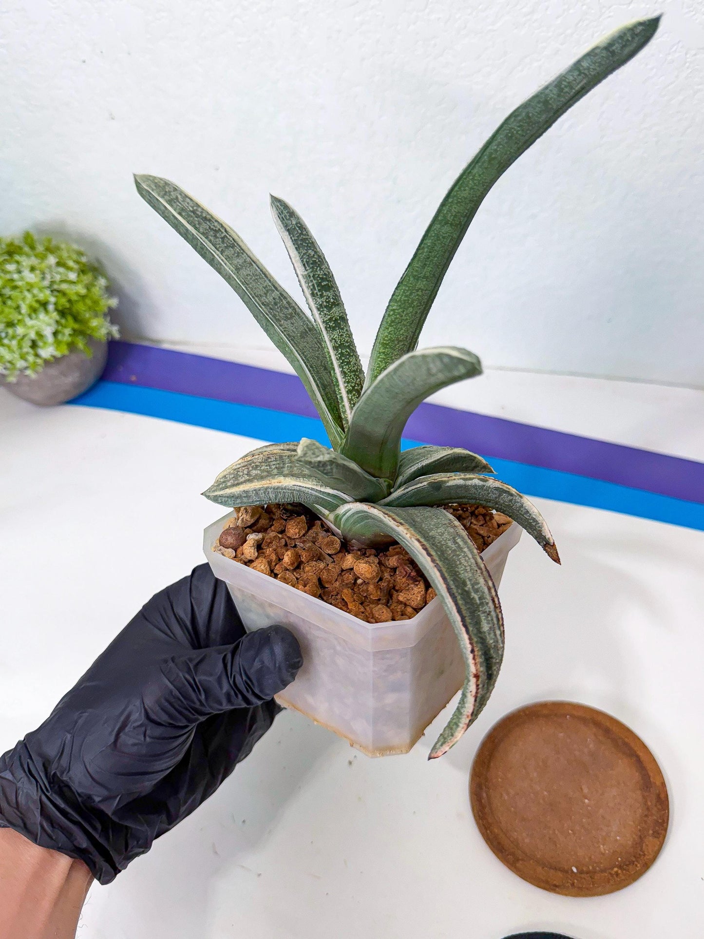 Gasteria Batesiana White Var (g) | Imported Succulent