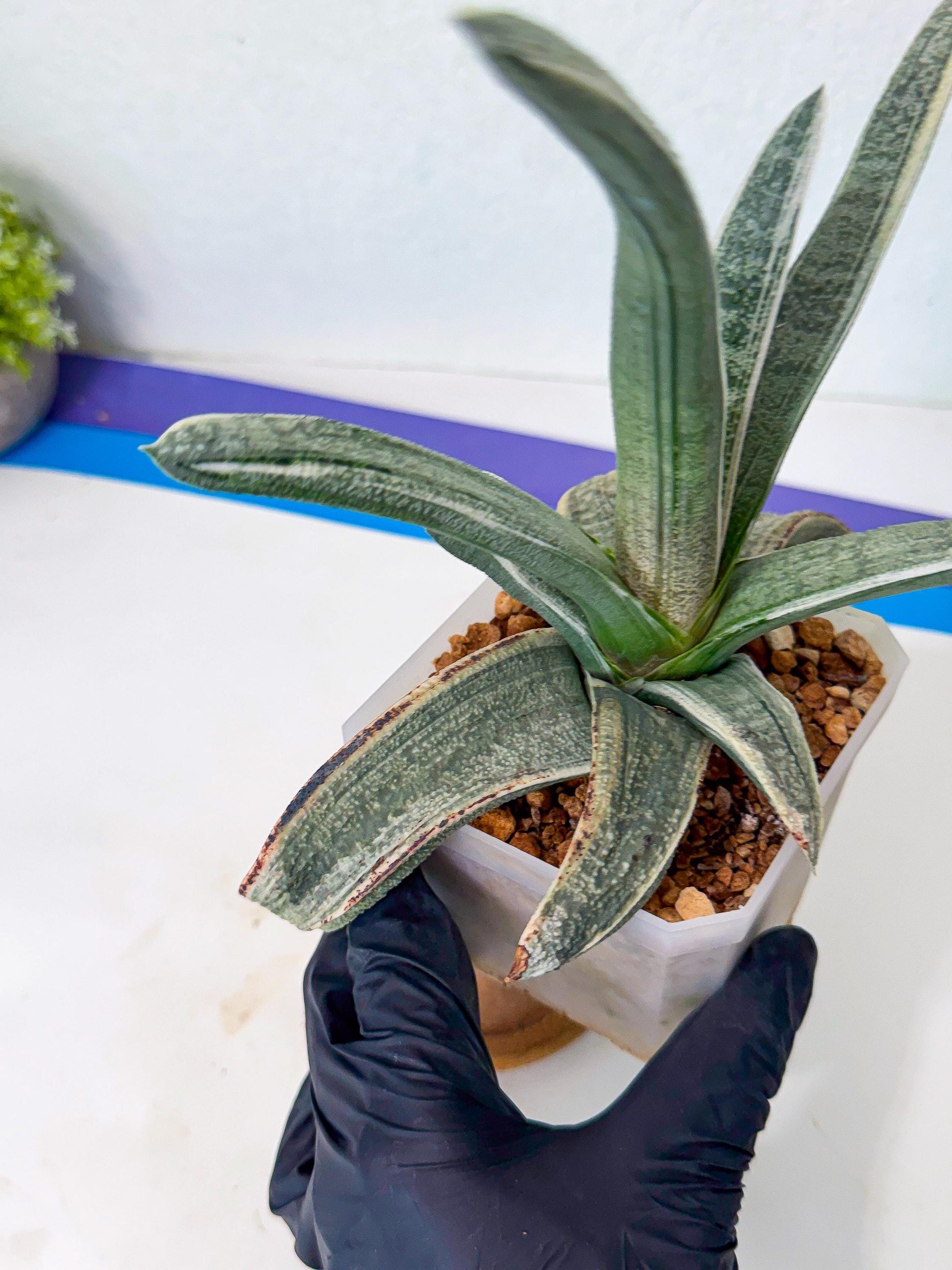 Gasteria Batesiana White Var (g) | Imported Succulent