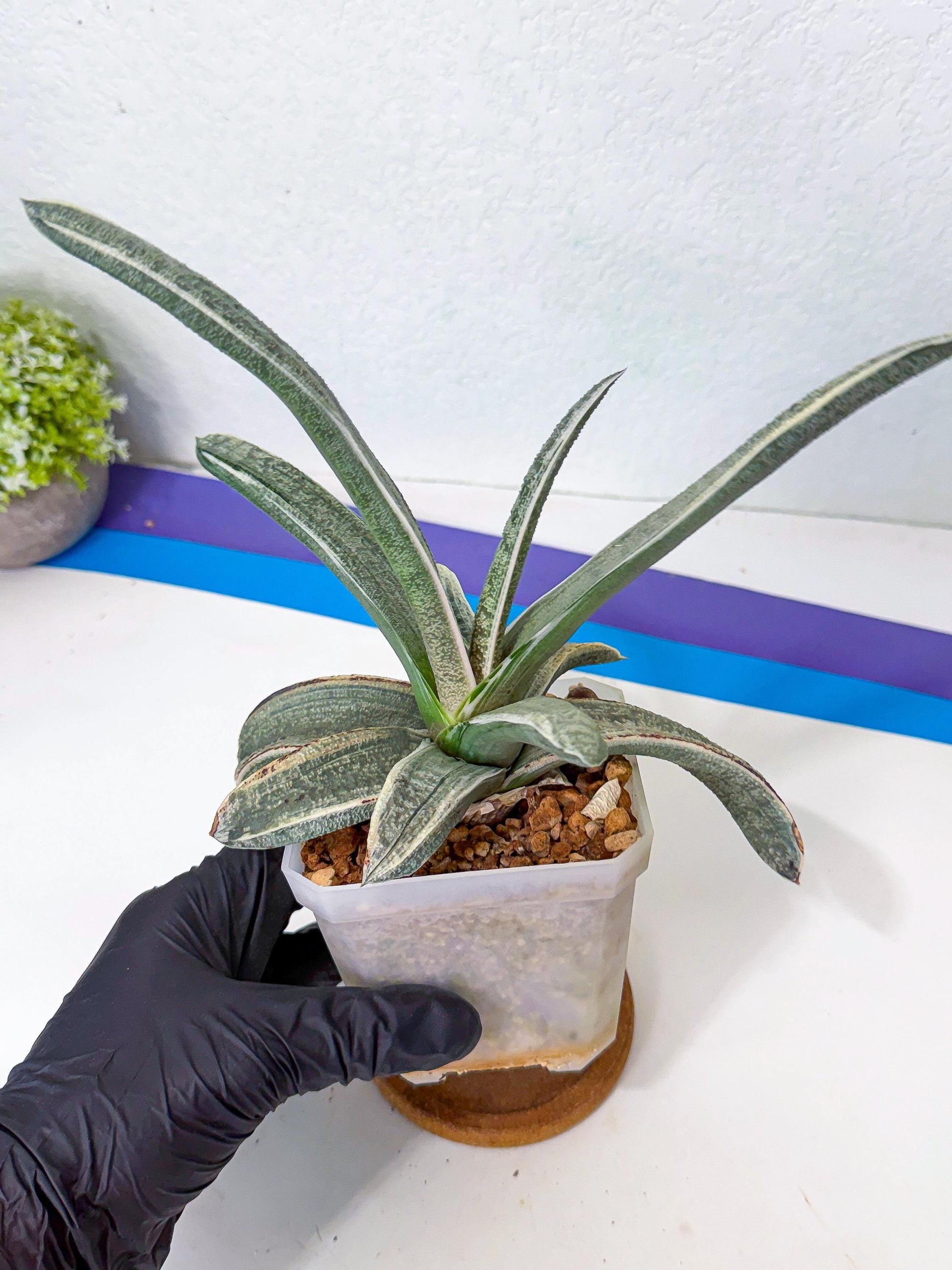 Gasteria Batesiana White Var (g) | Imported Succulent