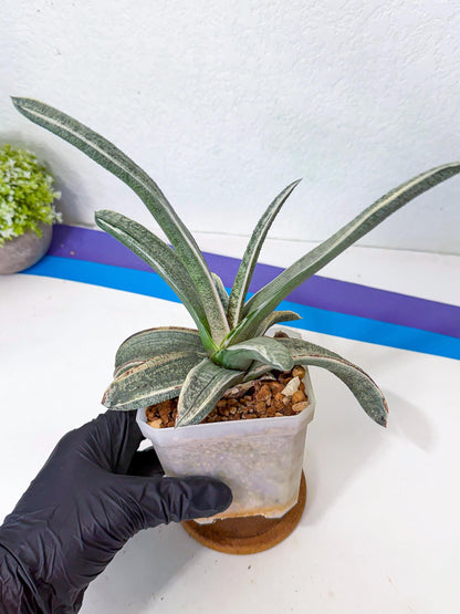 Gasteria Batesiana White Var (g) | Imported Succulent