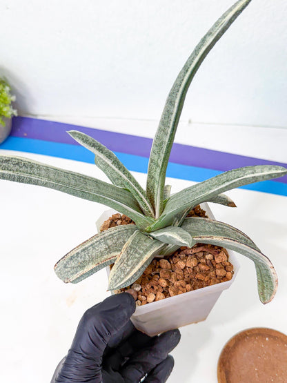 Gasteria Batesiana White Var (g) | Imported Succulent