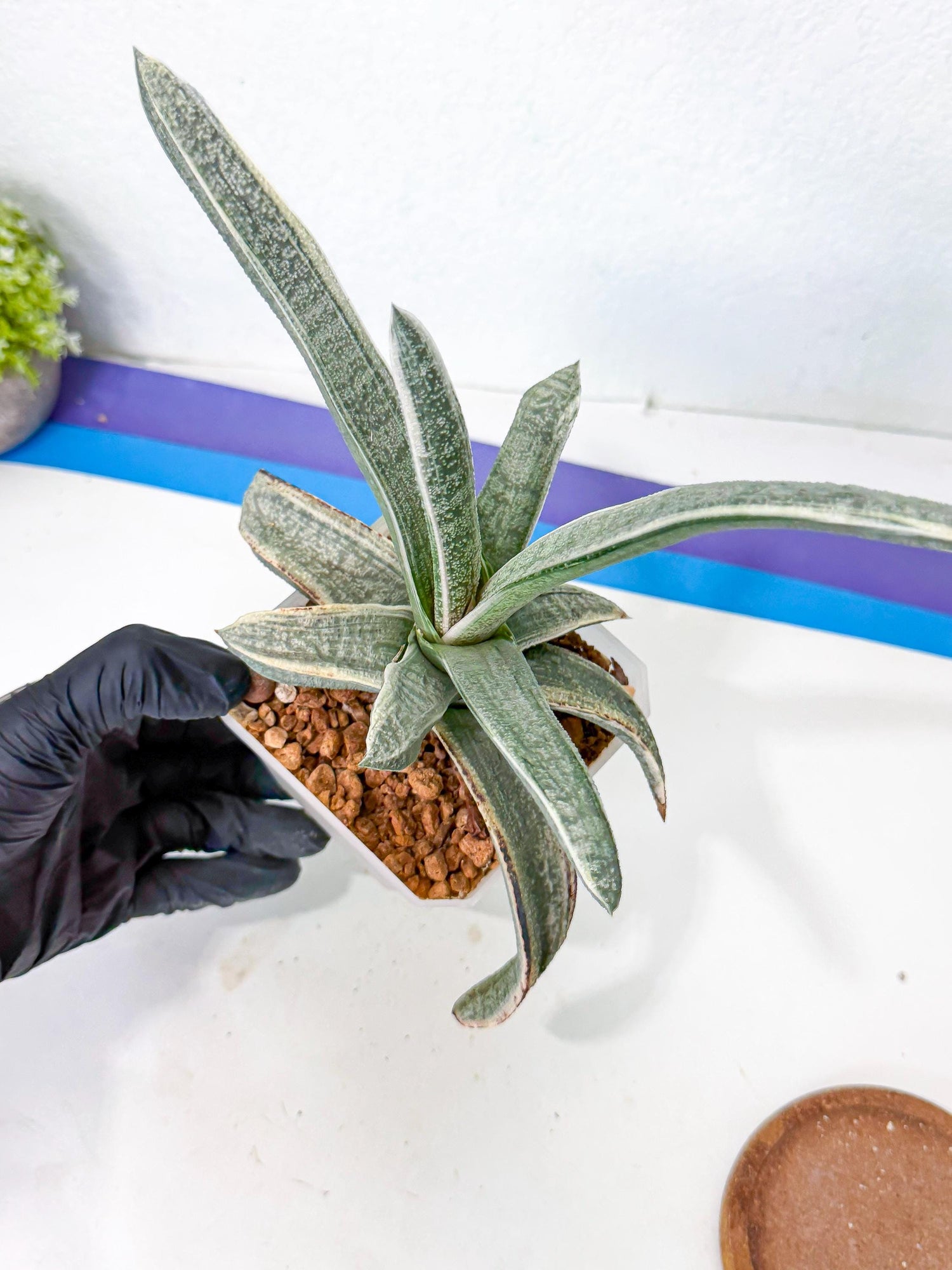 Gasteria Batesiana White Var (g) | Imported Succulent