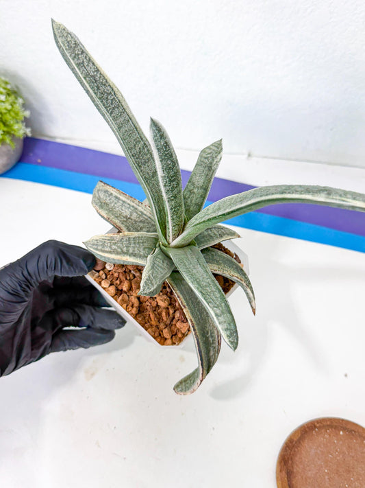 Gasteria Batesiana White Var (g) | Imported Succulent