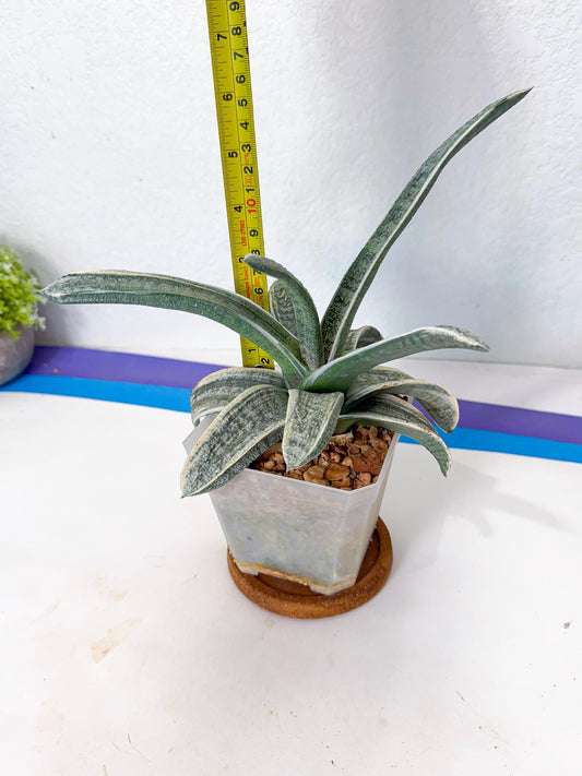 Gasteria Batesiana White Var (r) | Imported Succulent