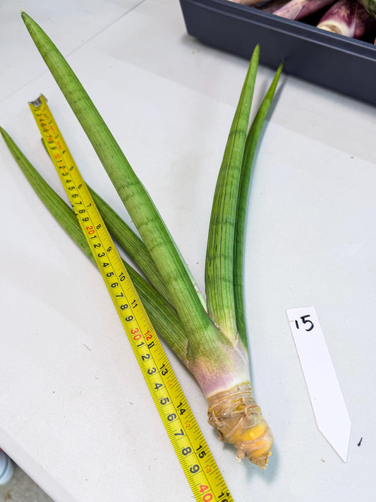 Sansevieria Dlouho (gg) (15) | Very Rare Hybrid Plant