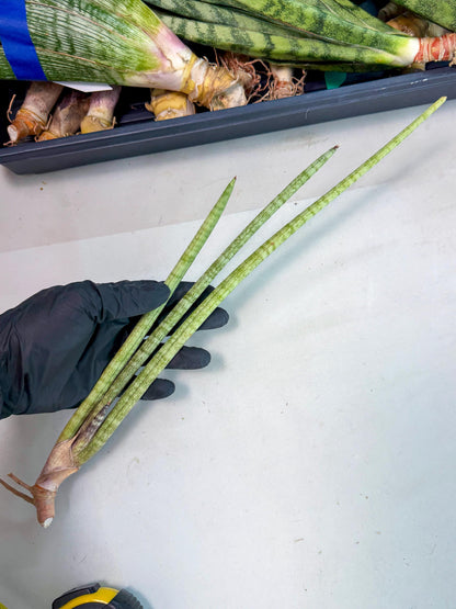 Sansevieria (gg) (18) | New Imported Hybrids