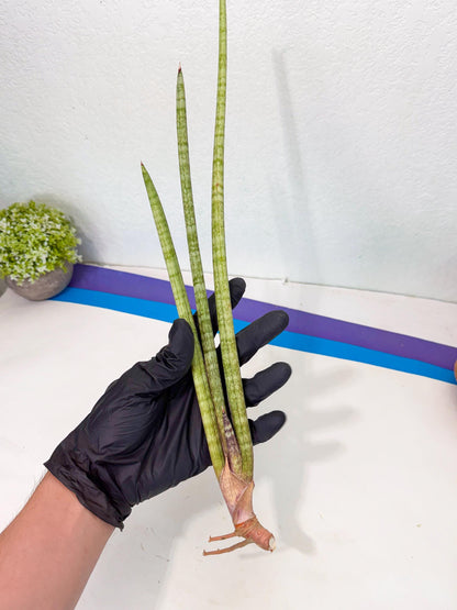 Sansevieria (gg) (18) | New Imported Hybrids