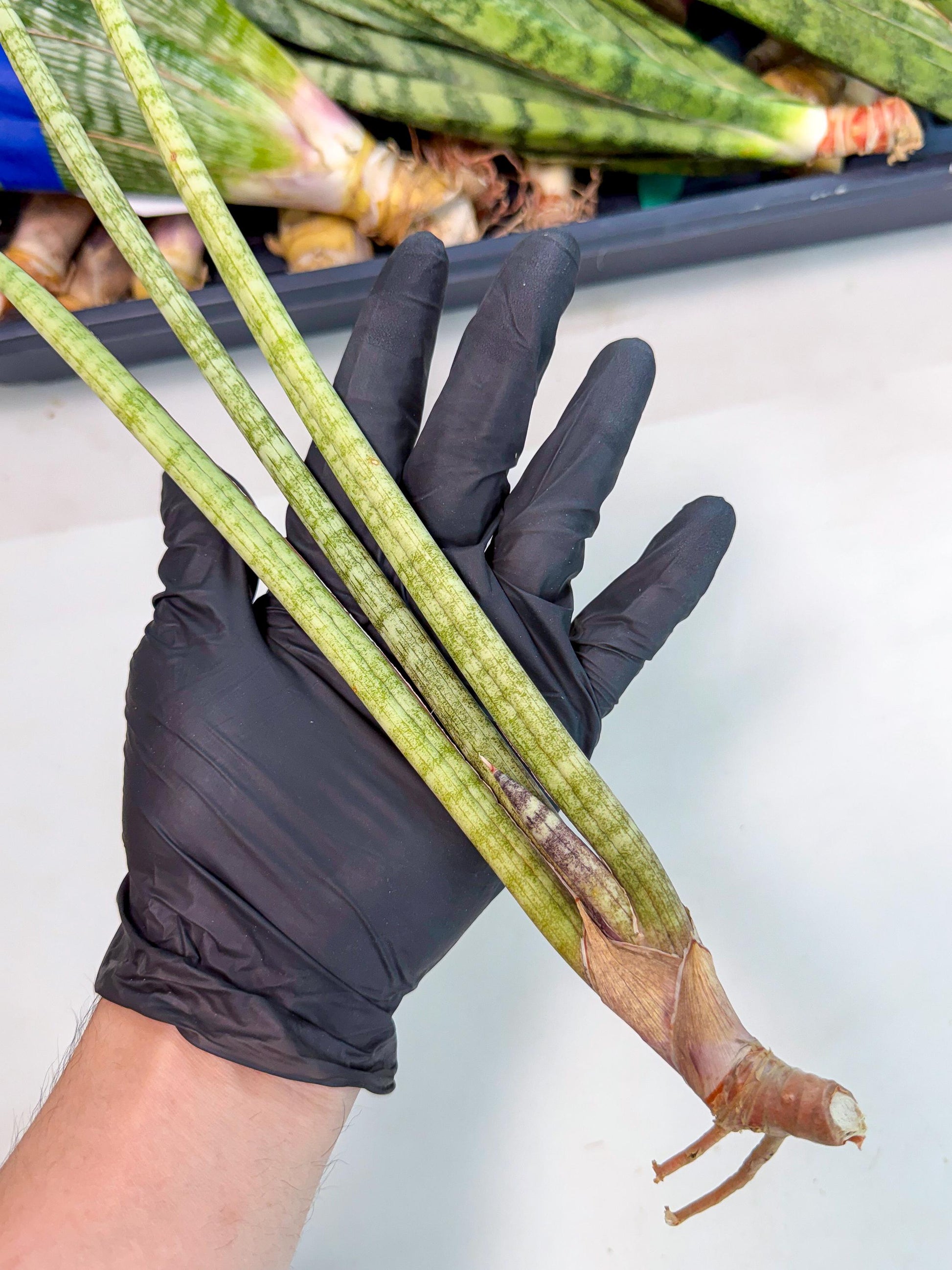 Sansevieria (gg) (18) | New Imported Hybrids