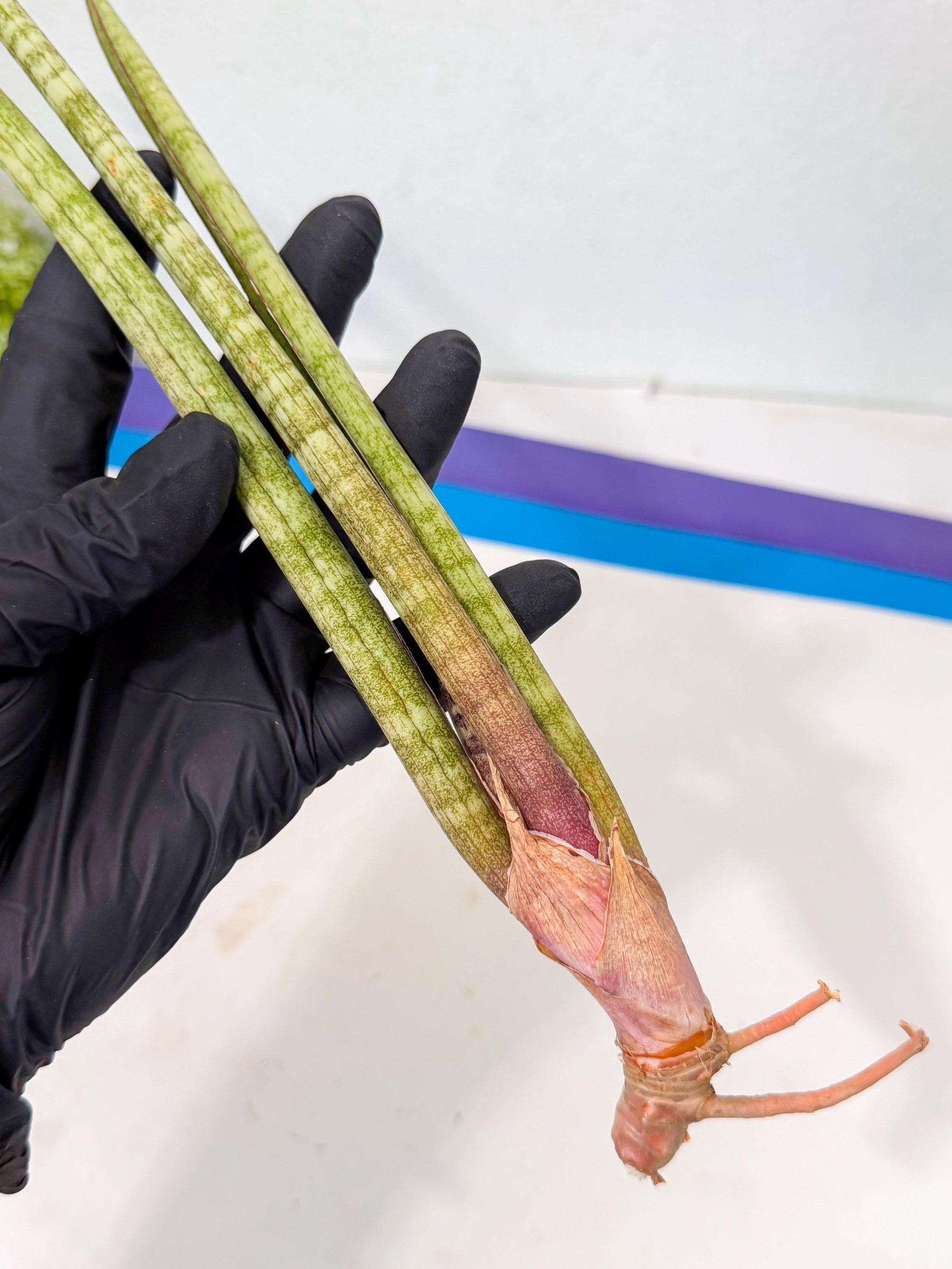 Sansevieria (gg) (18) | New Imported Hybrids