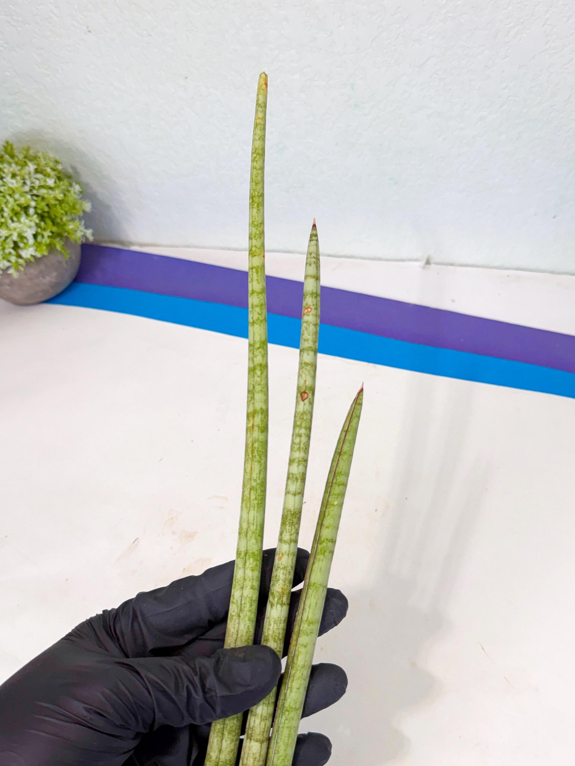 Sansevieria (gg) (18) | New Imported Hybrids