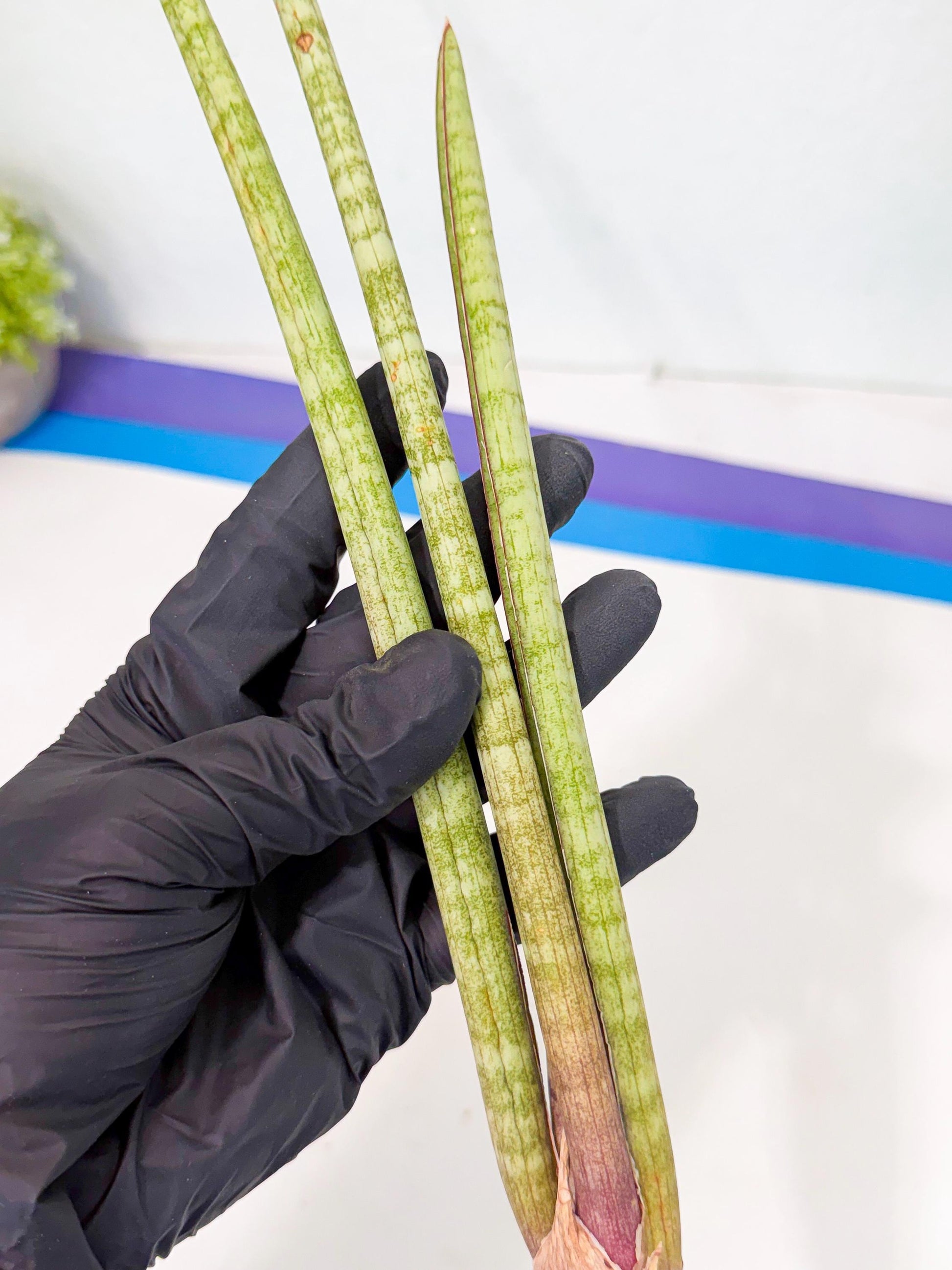 Sansevieria (gg) (18) | New Imported Hybrids