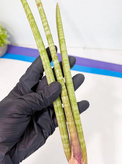 Sansevieria (gg) (18) | New Imported Hybrids