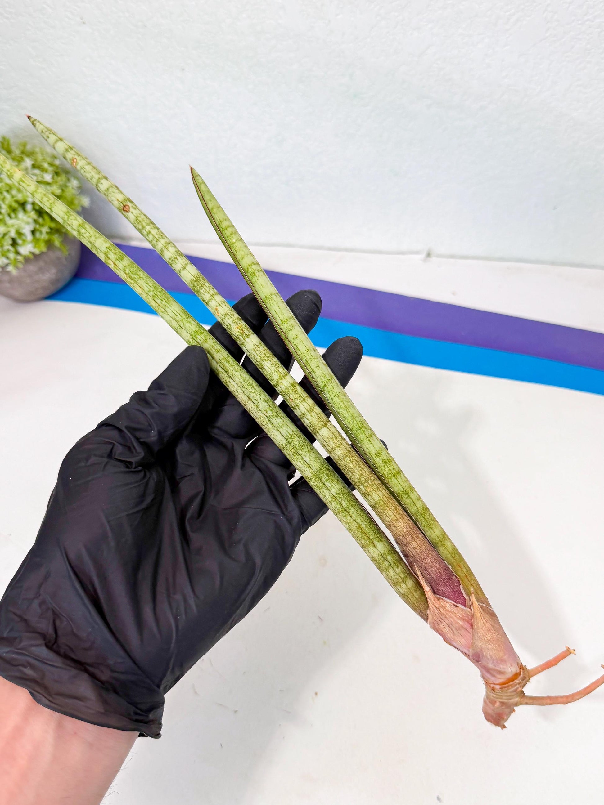 Sansevieria (gg) (18) | New Imported Hybrids
