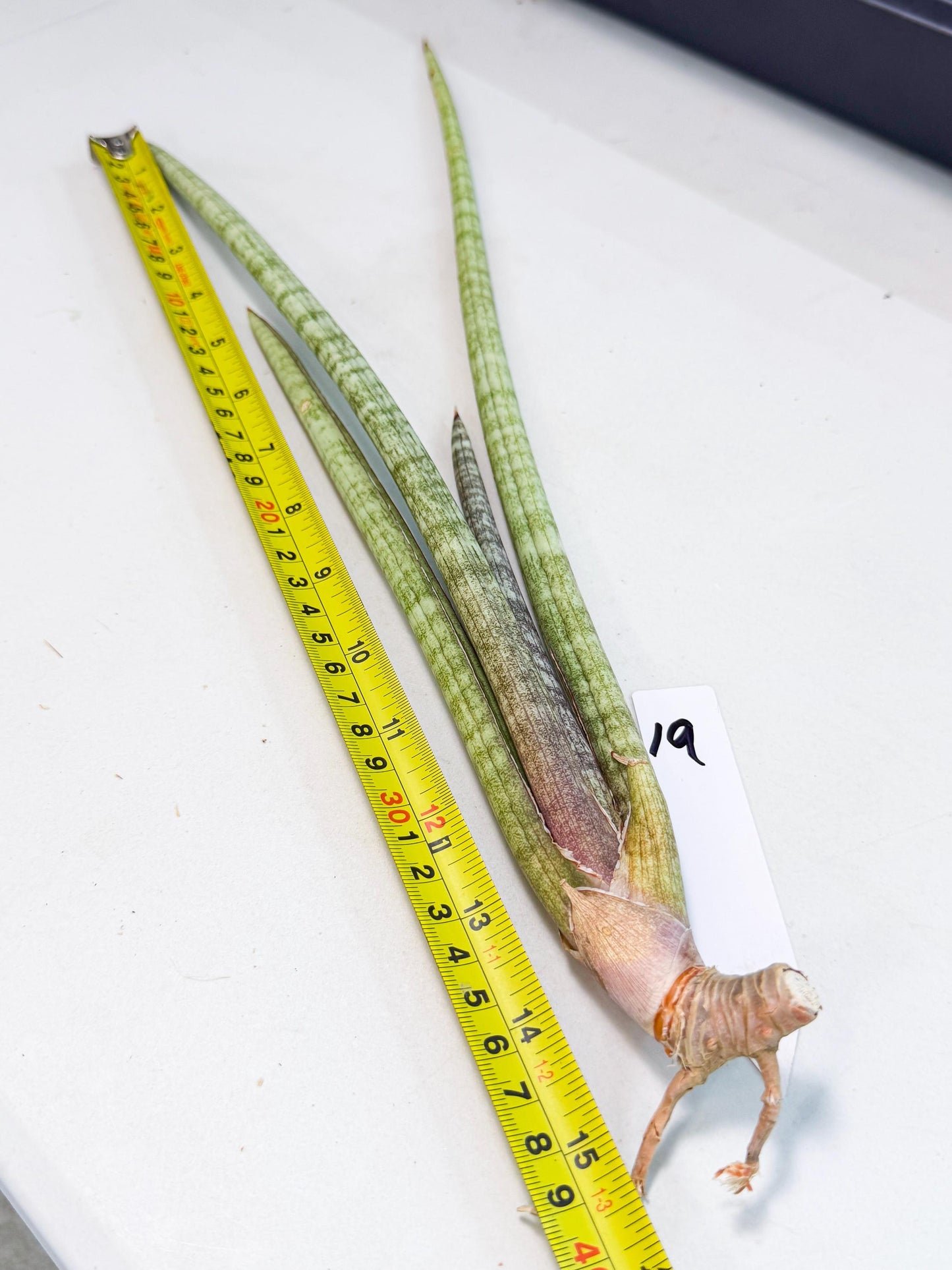 Sansevieria (gg) (19) | New Imported Hybrids