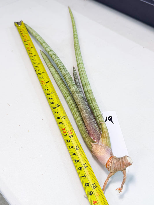 Sansevieria (gg) (19) | New Imported Hybrids