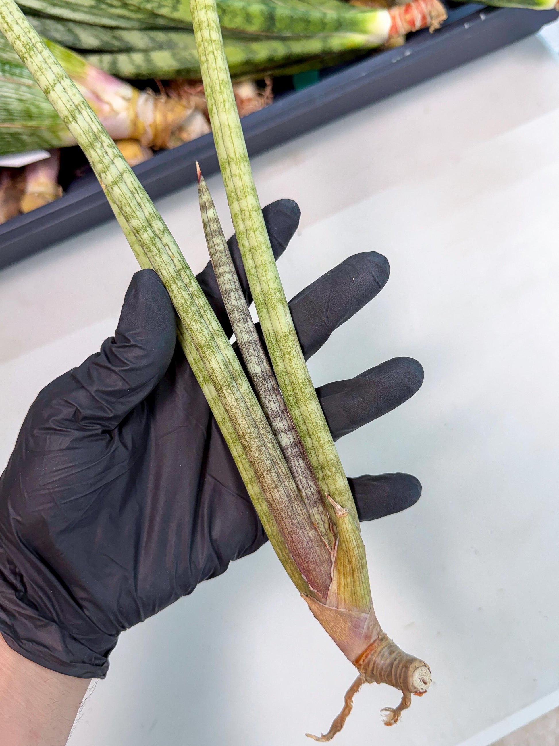Sansevieria (gg) (19) | New Imported Hybrids