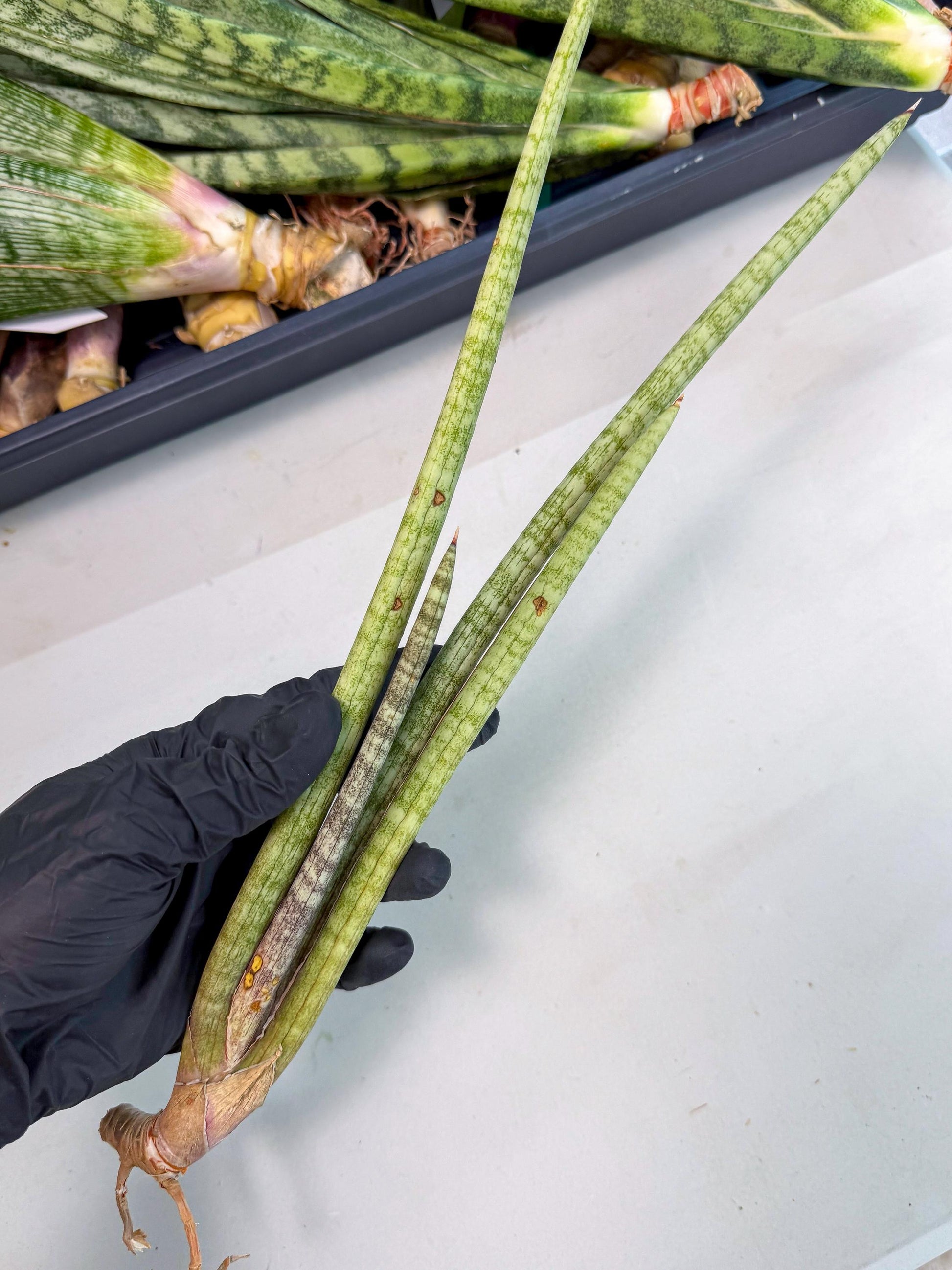 Sansevieria (gg) (19) | New Imported Hybrids