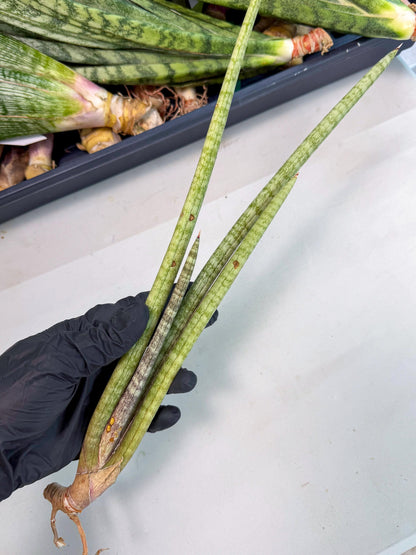Sansevieria (gg) (19) | New Imported Hybrids