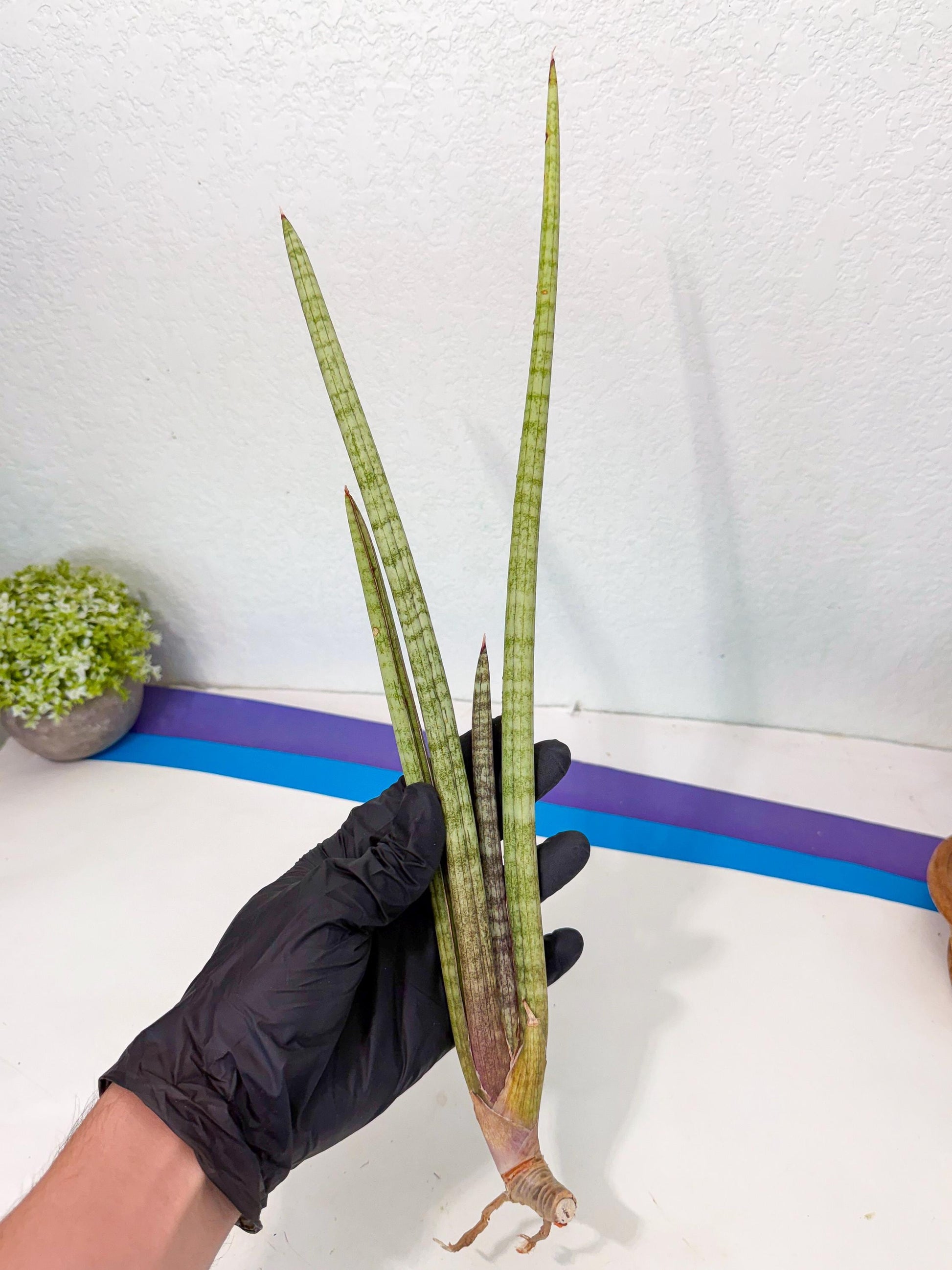 Sansevieria (gg) (19) | New Imported Hybrids