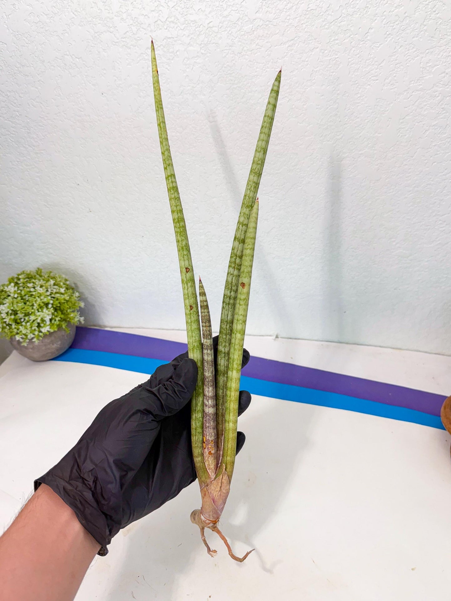 Sansevieria (gg) (19) | New Imported Hybrids