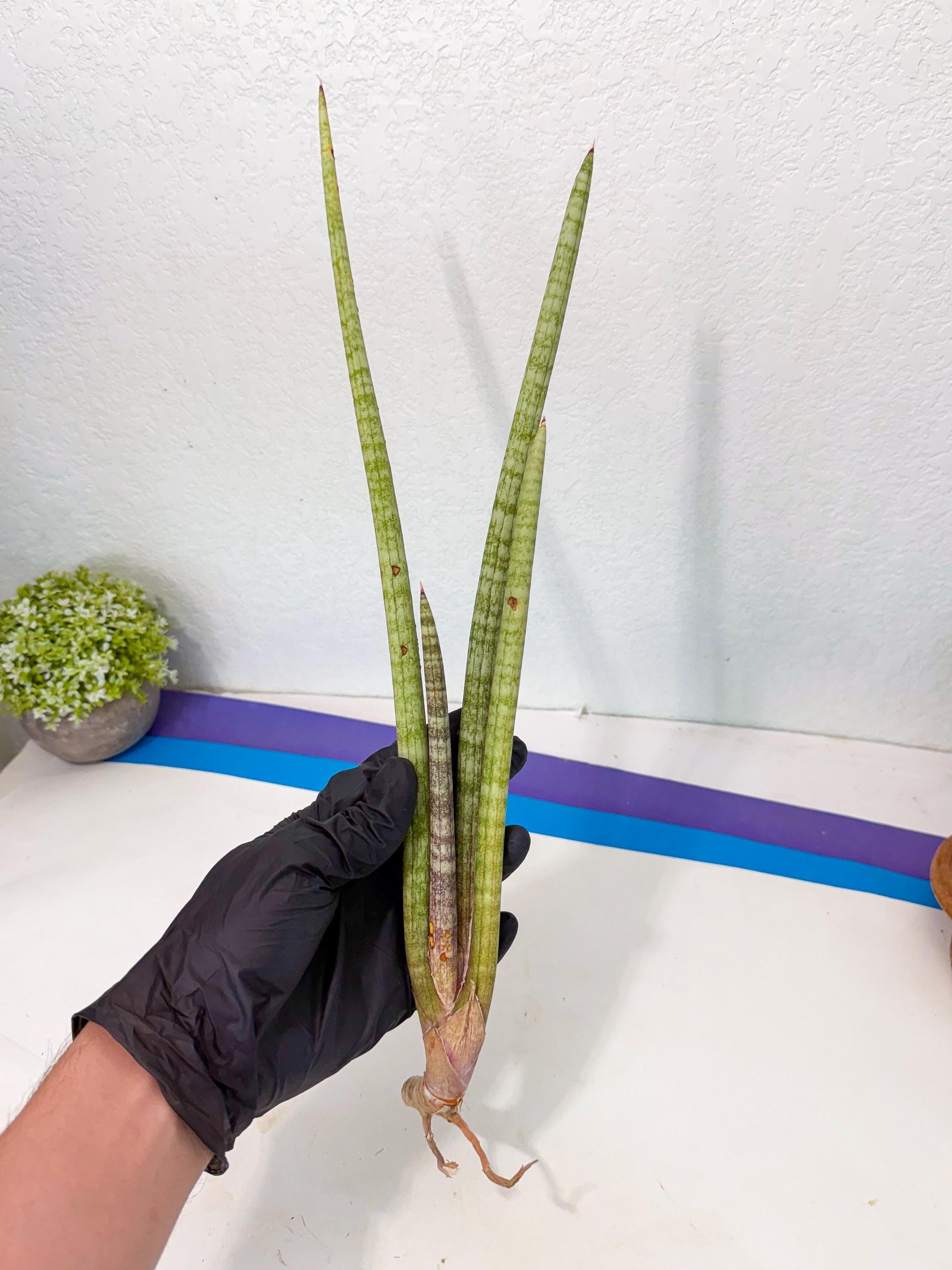 Sansevieria (gg) (19) | New Imported Hybrids