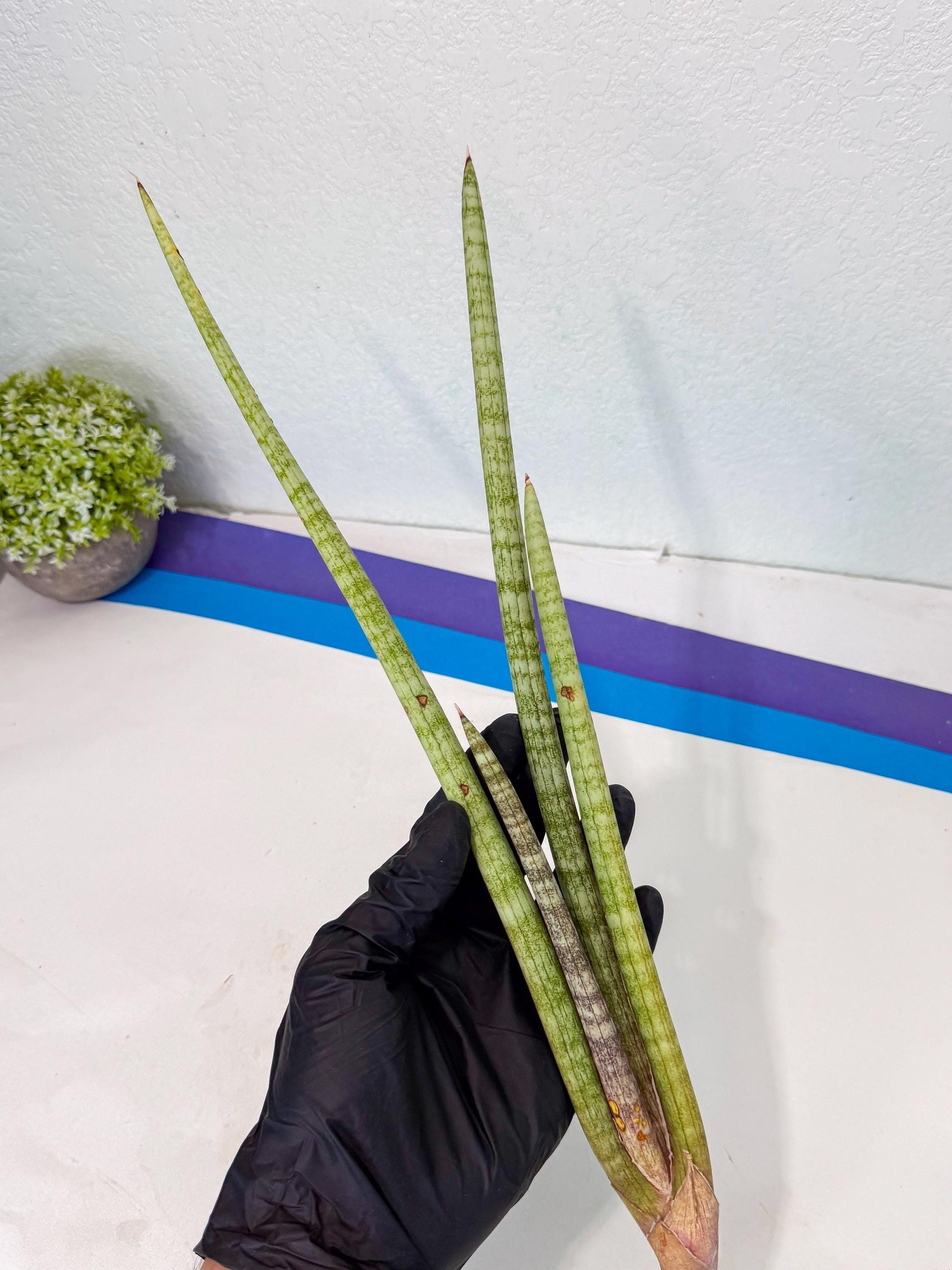 Sansevieria (gg) (19) | New Imported Hybrids