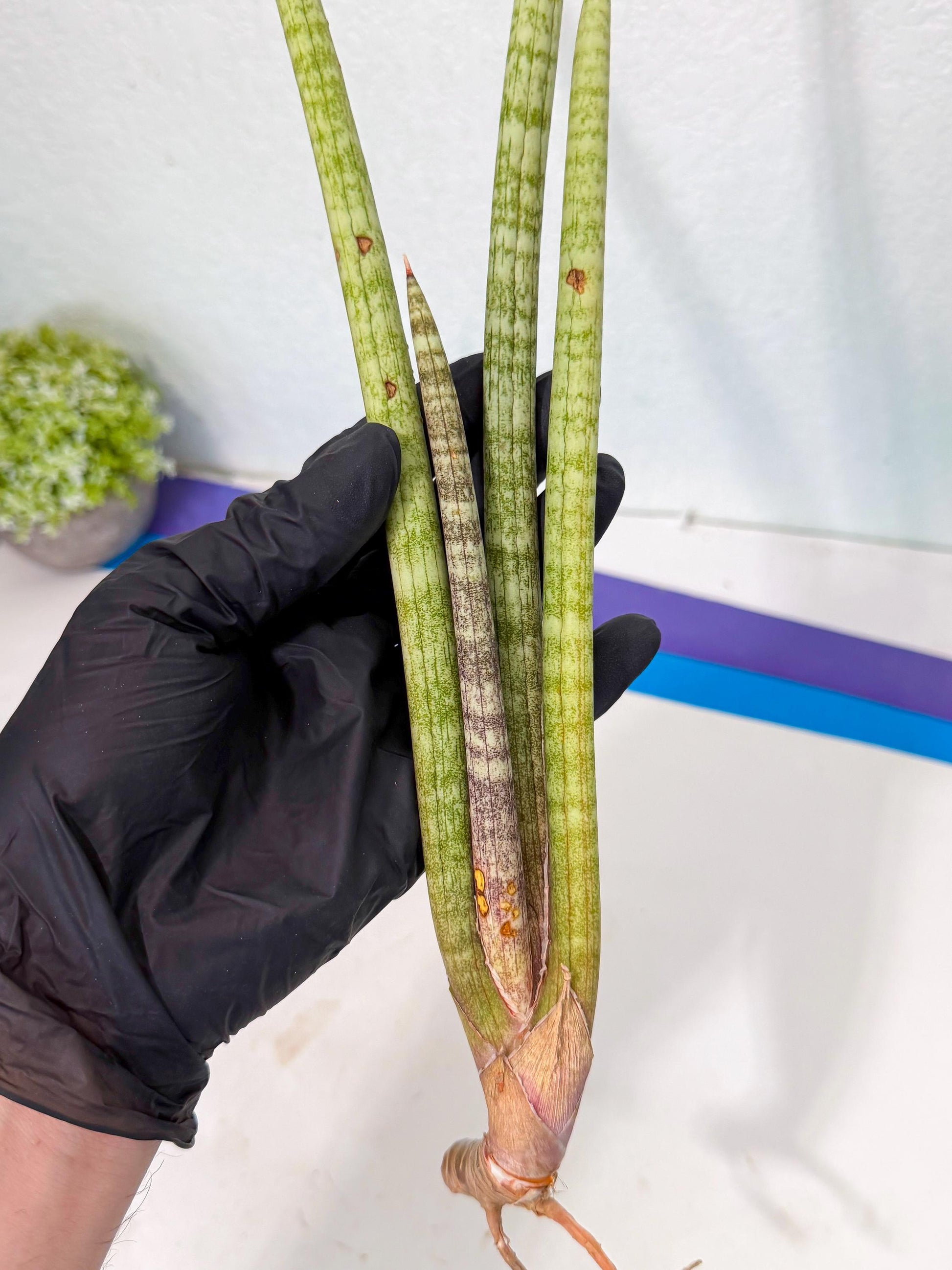 Sansevieria (gg) (19) | New Imported Hybrids