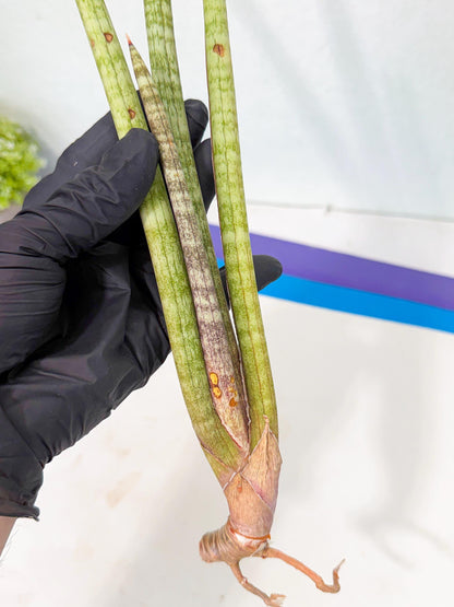 Sansevieria (gg) (19) | New Imported Hybrids