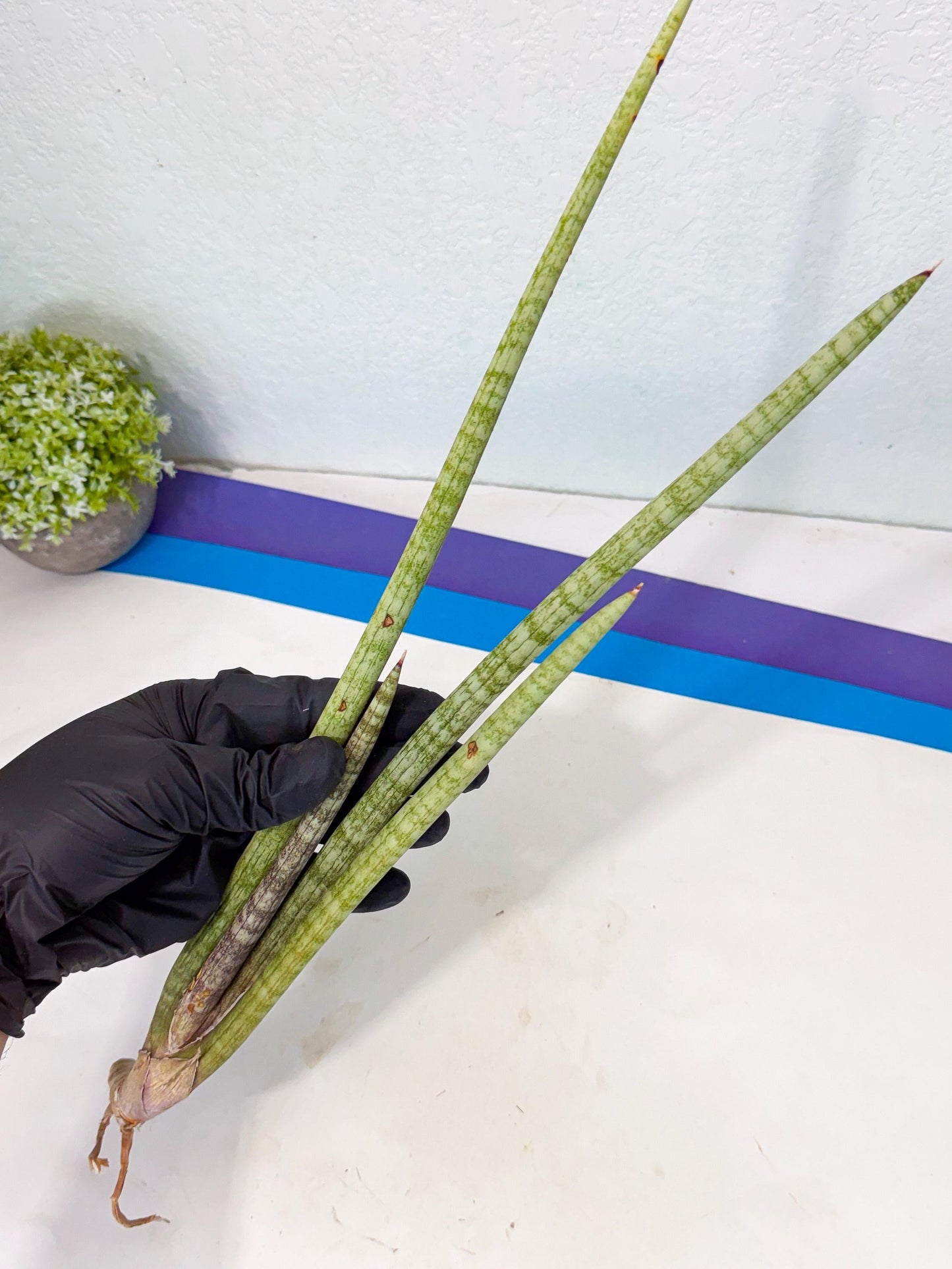 Sansevieria (gg) (19) | New Imported Hybrids