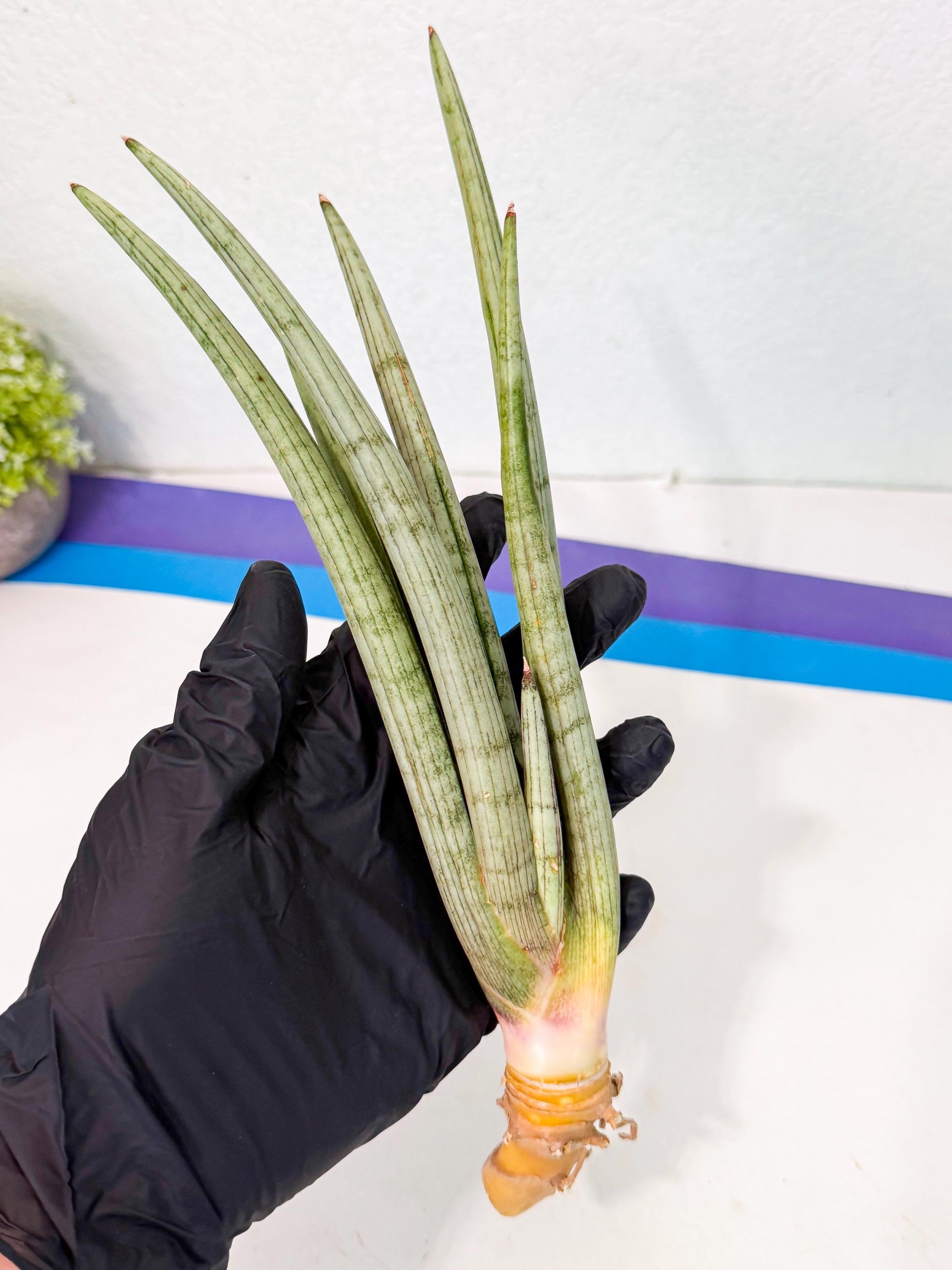 Sansevieria HvidSke (ro) (3) | Rare -For Advanced Grower