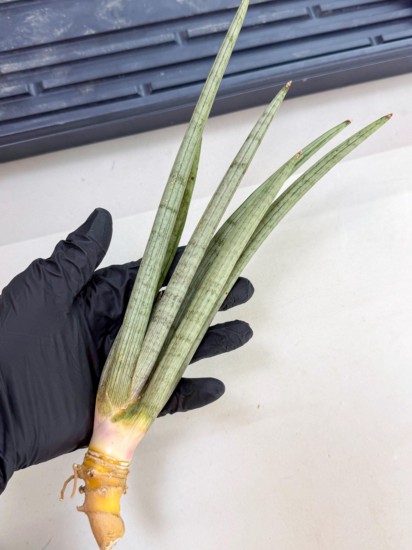 Sansevieria HvidSke (ro) (3) | Rare -For Advanced Grower