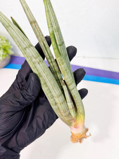 Sansevieria HvidSke (ro) (3) | Rare -For Advanced Grower