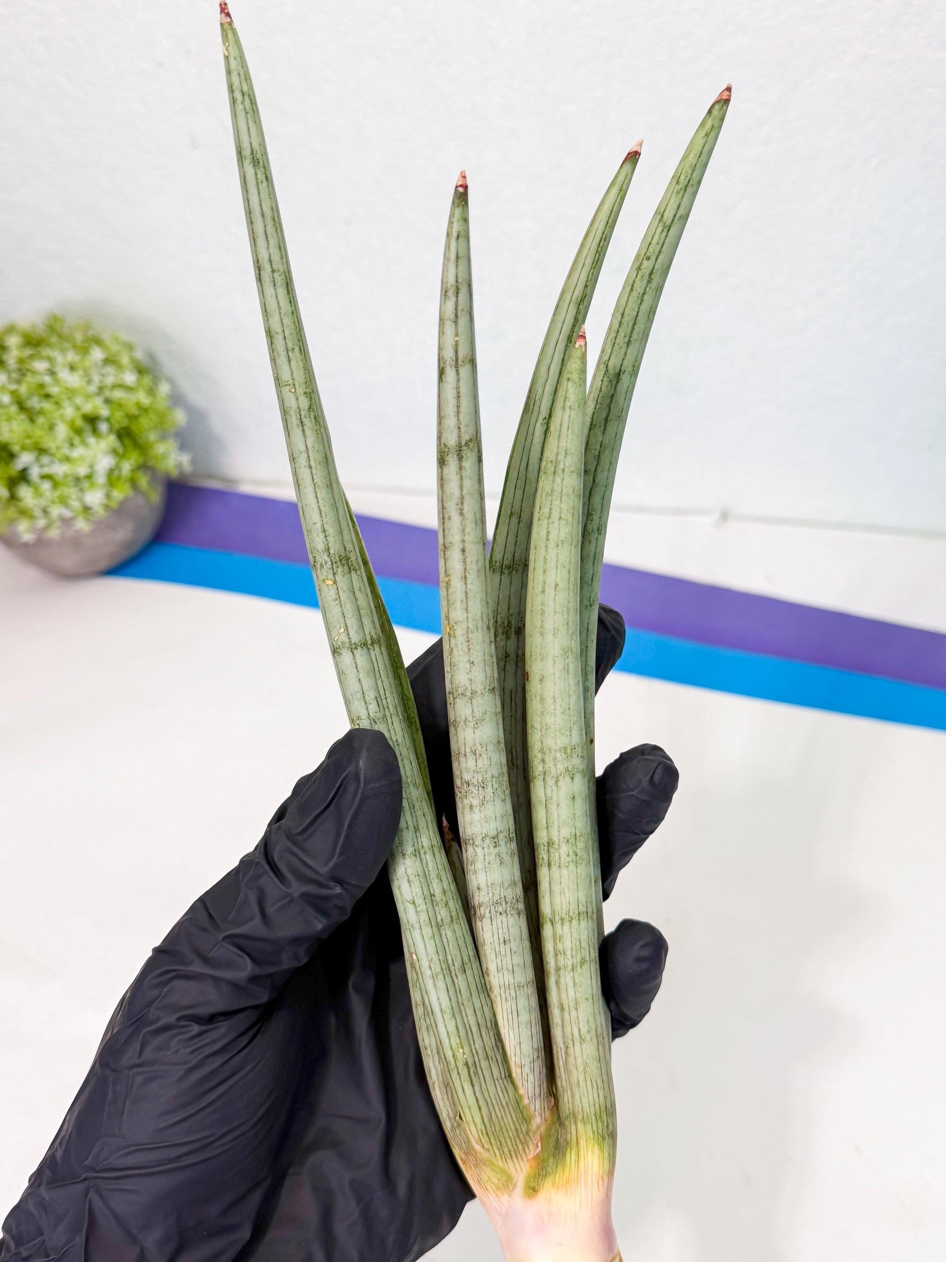 Sansevieria HvidSke (ro) (3) | Rare -For Advanced Grower