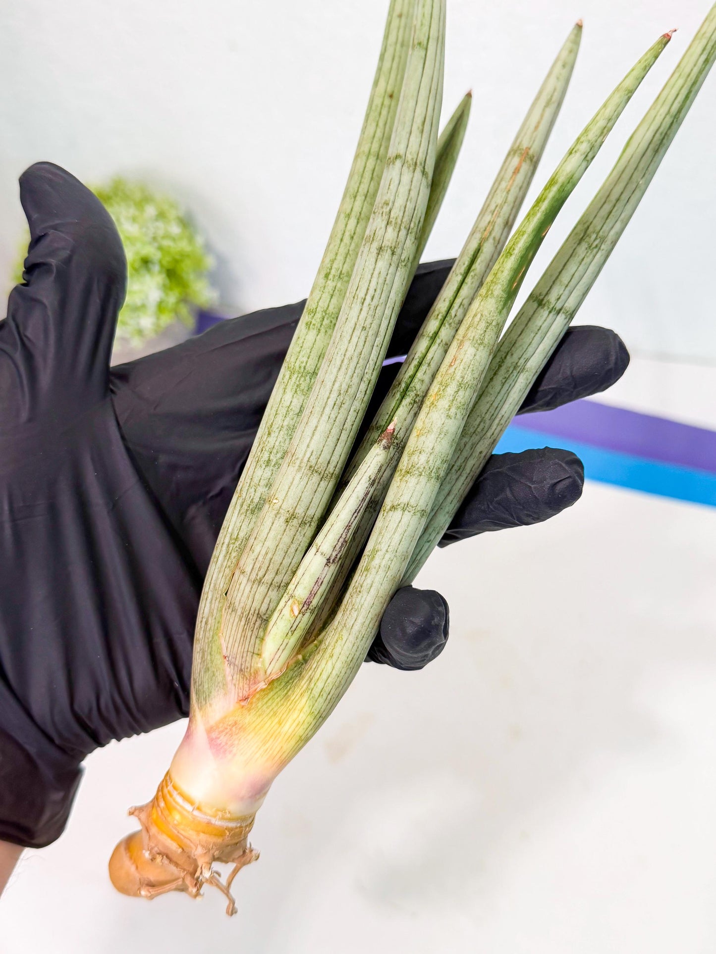 Sansevieria HvidSke (ro) (3) | Rare -For Advanced Grower