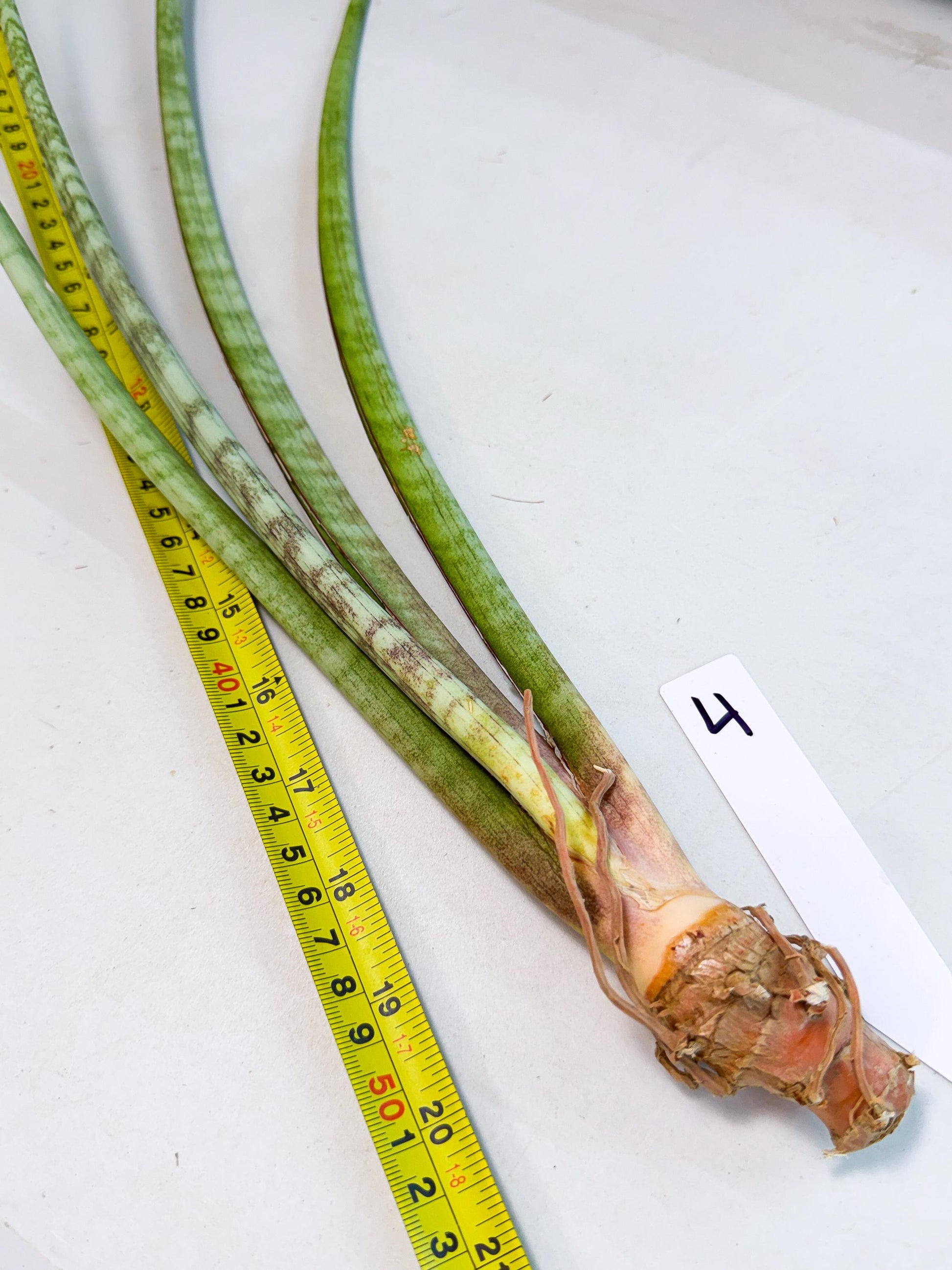 Sansevieria TydGaffel (ro) (4) | Rare -For Advanced Grower