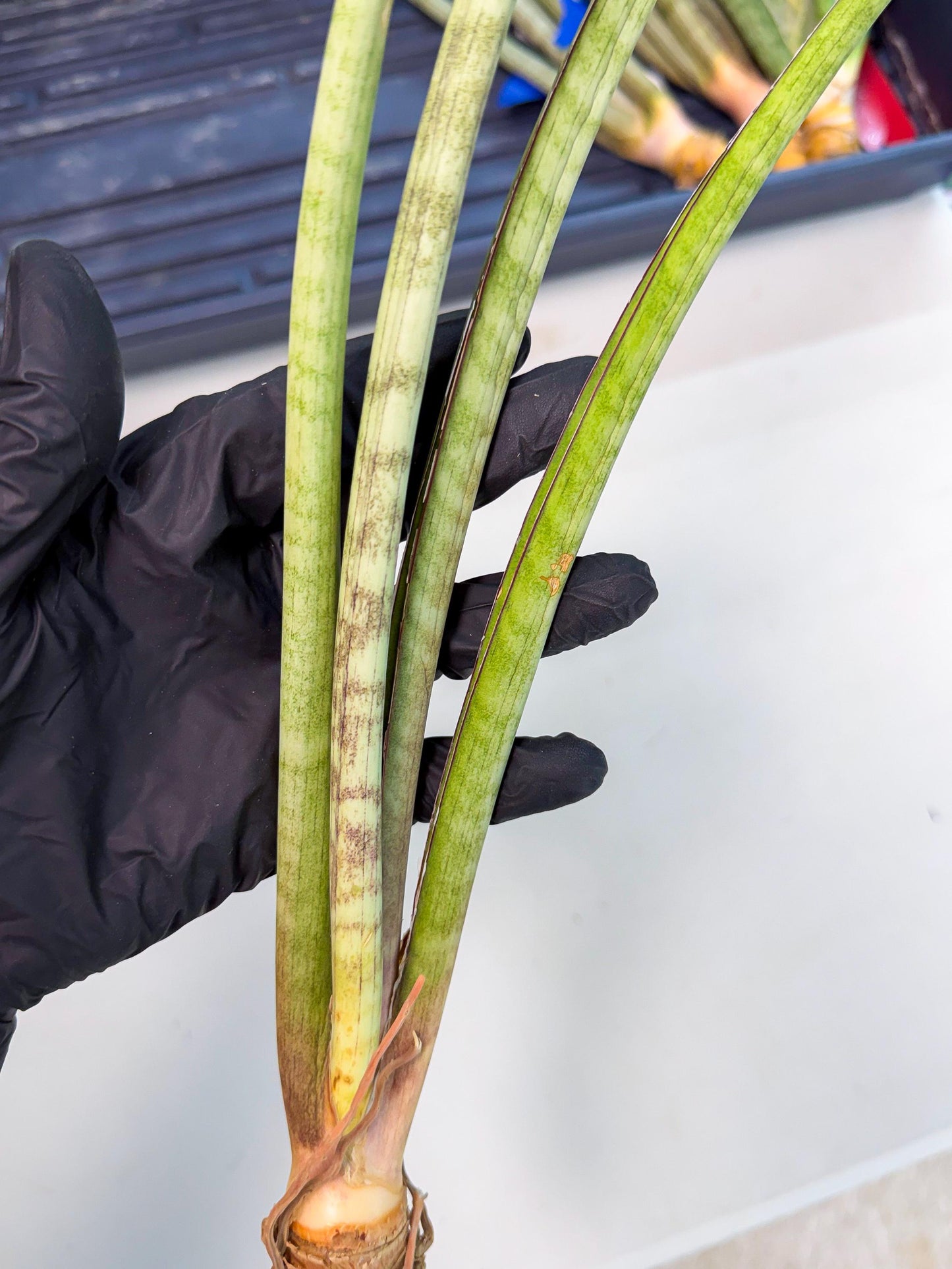 Sansevieria TydGaffel (ro) (4) | Rare -For Advanced Grower