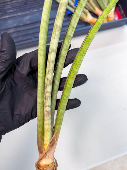 Sansevieria TydGaffel (ro) (4) | Rare -For Advanced Grower