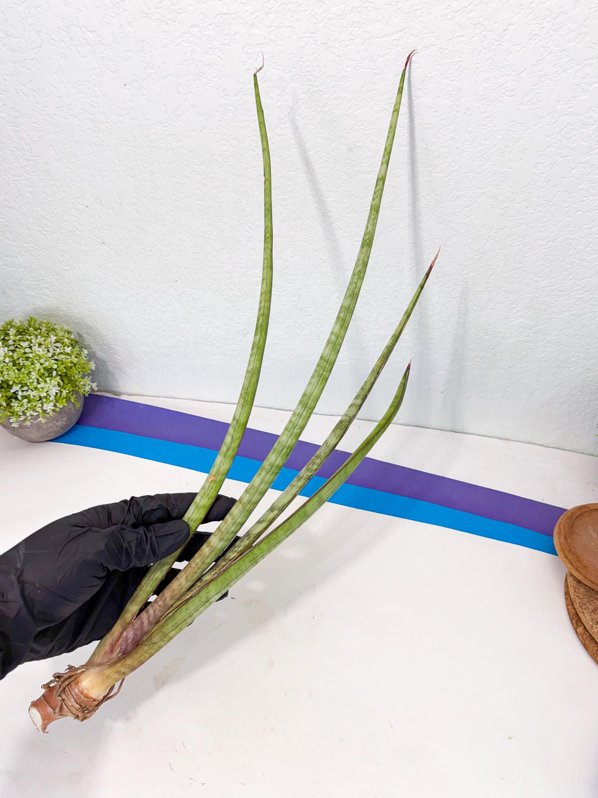 Sansevieria TydGaffel (ro) (4) | Rare -For Advanced Grower