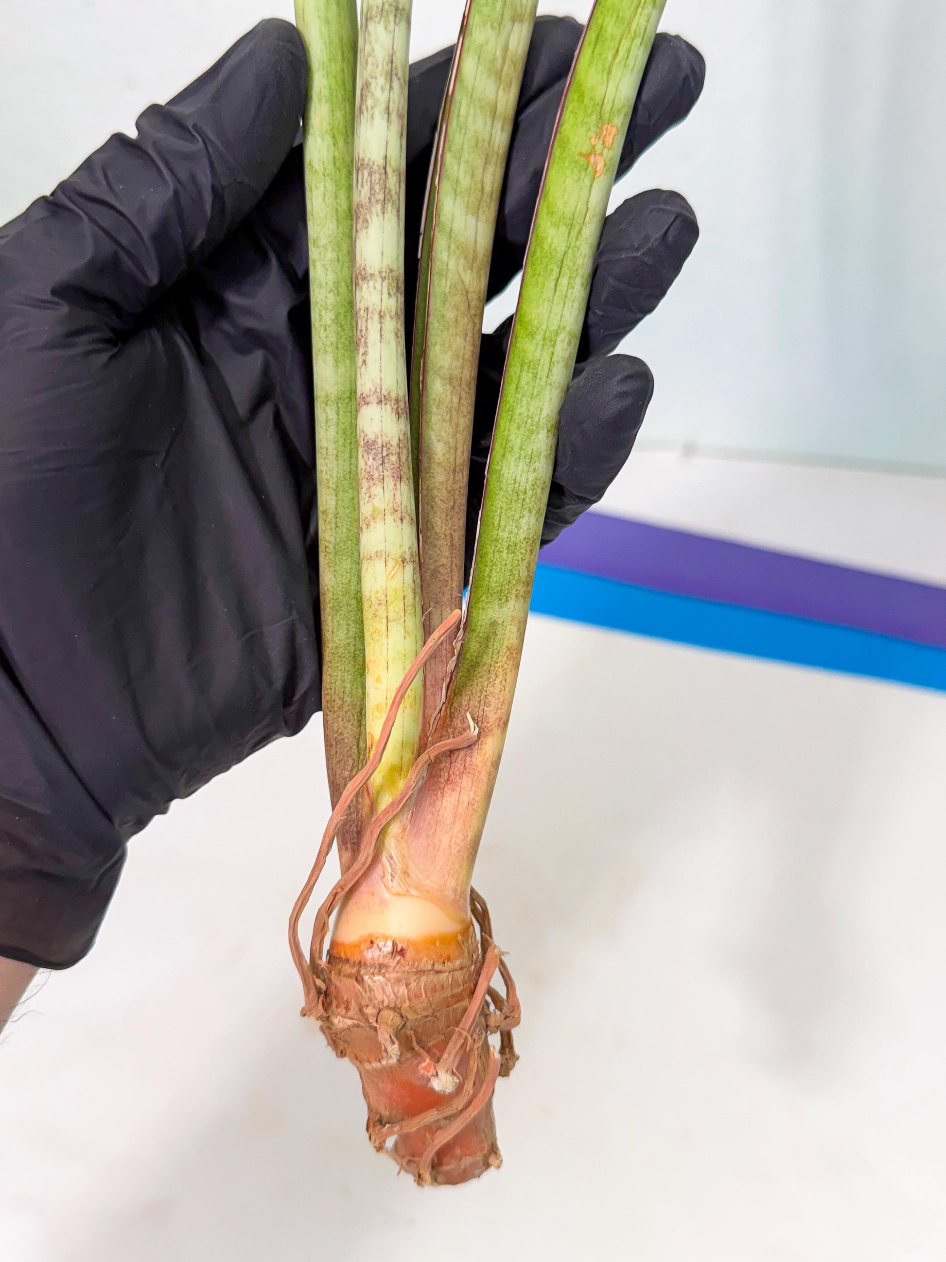 Sansevieria TydGaffel (ro) (4) | Rare -For Advanced Grower