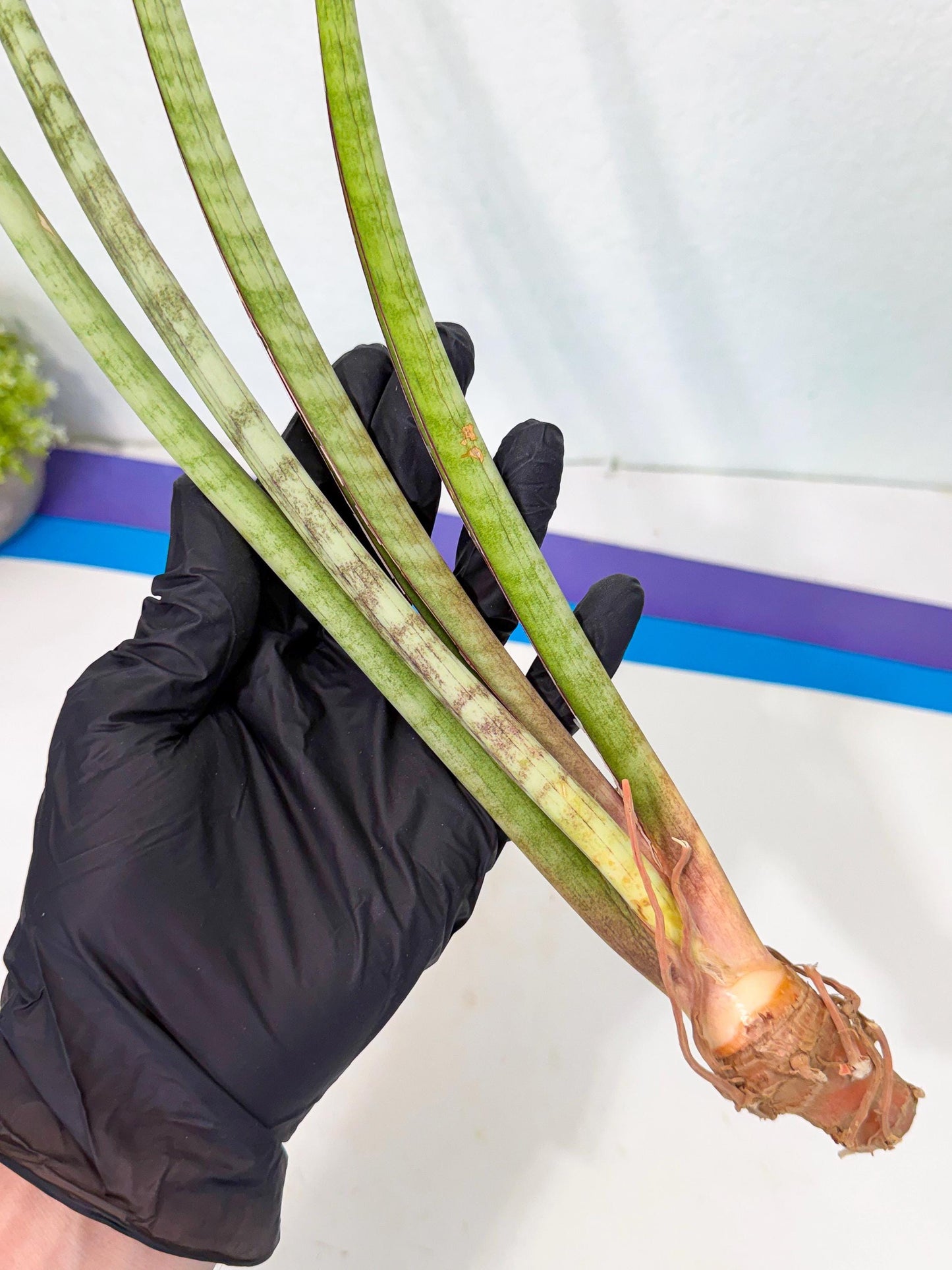 Sansevieria TydGaffel (ro) (4) | Rare -For Advanced Grower