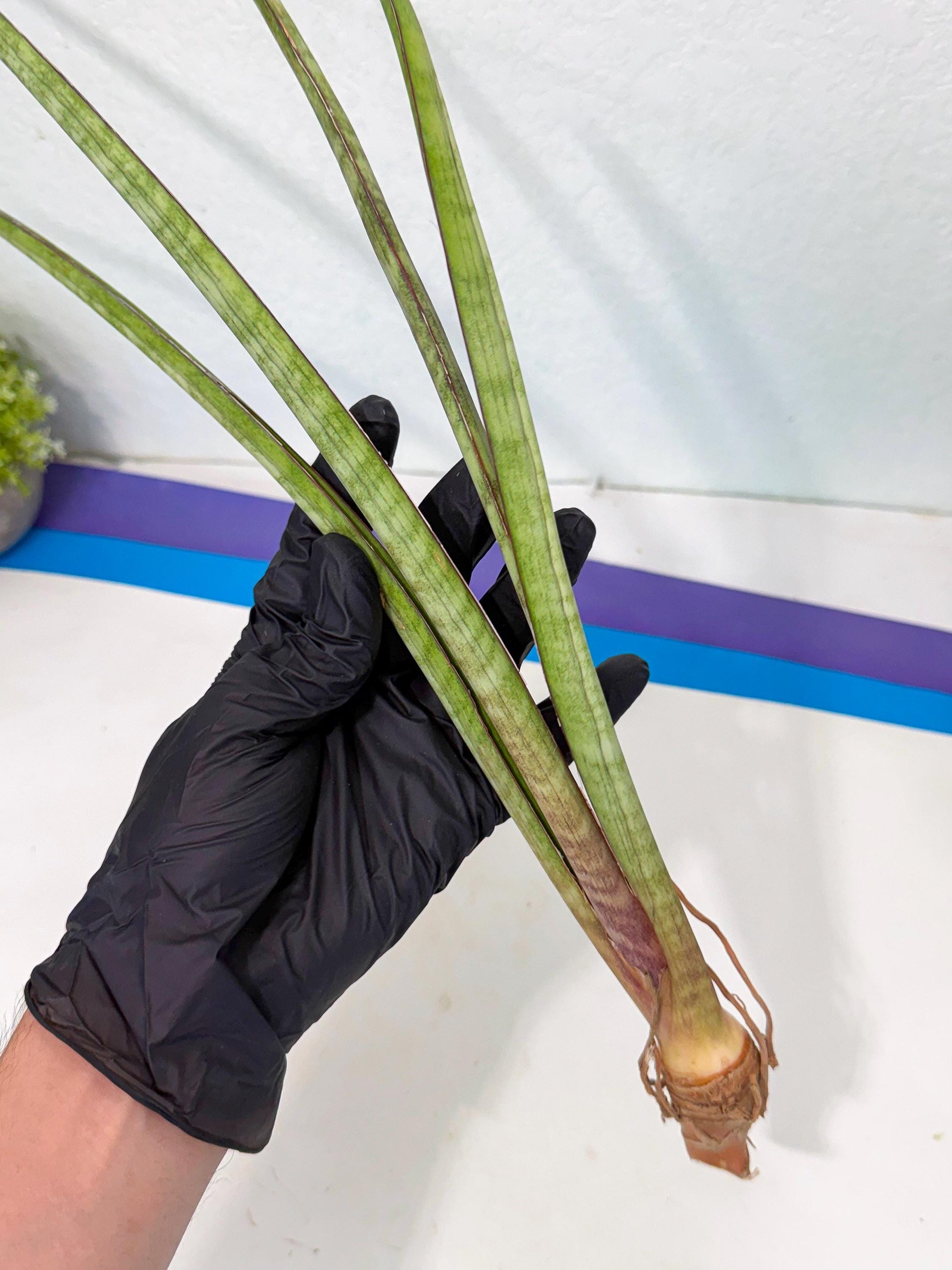 Sansevieria TydGaffel (ro) (4) | Rare -For Advanced Grower