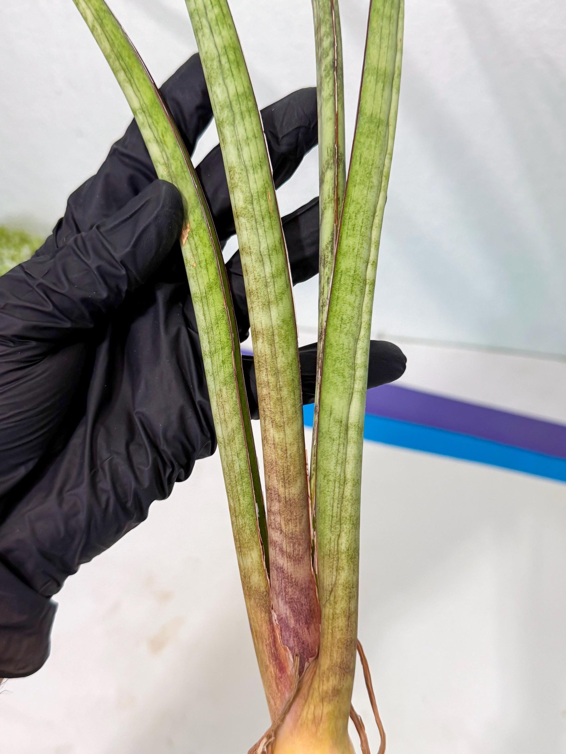 Sansevieria TydGaffel (ro) (4) | Rare -For Advanced Grower
