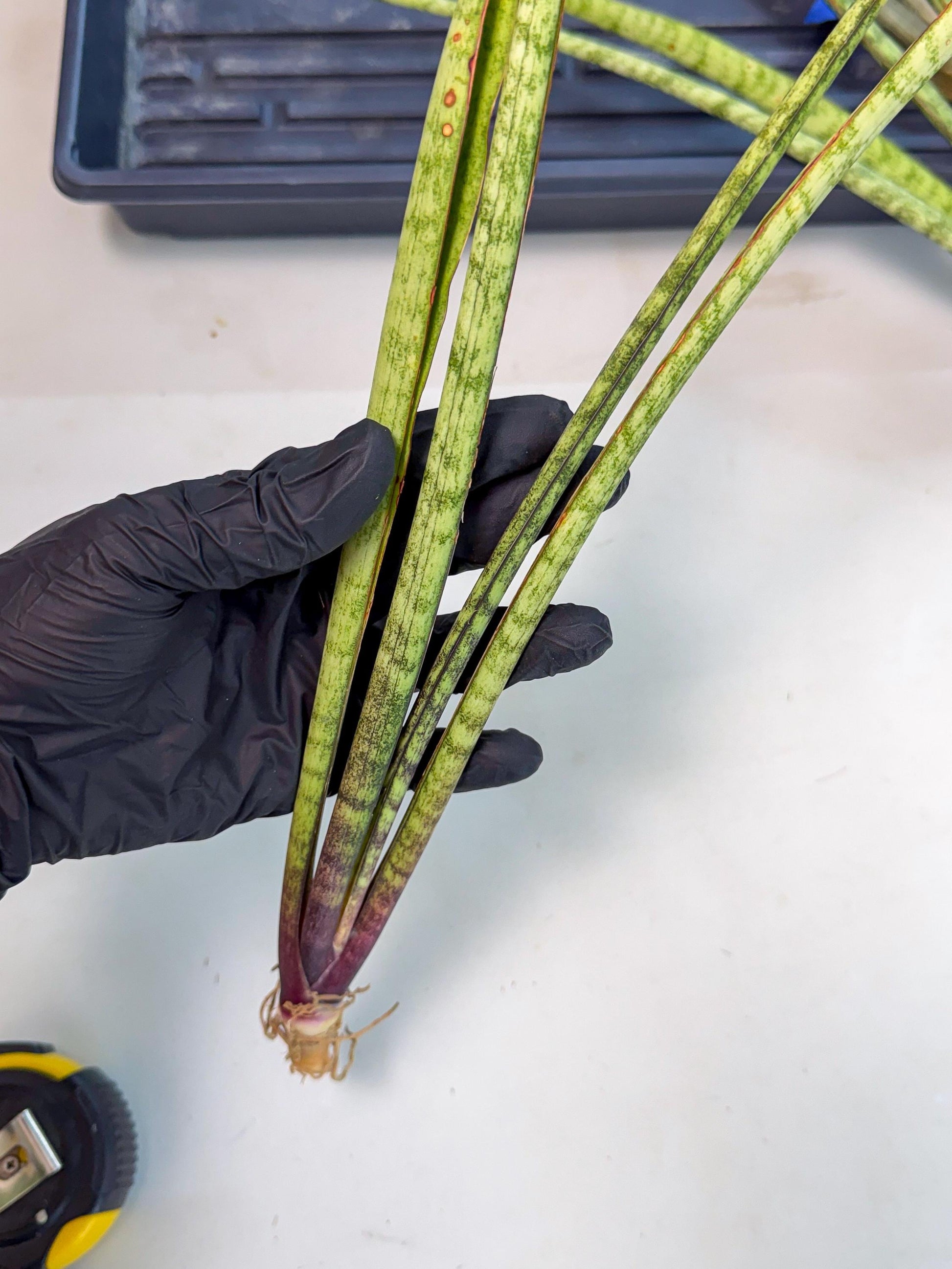 Sansevieria LilGaffel (ro) (5) | Rare -For Advanced Grower