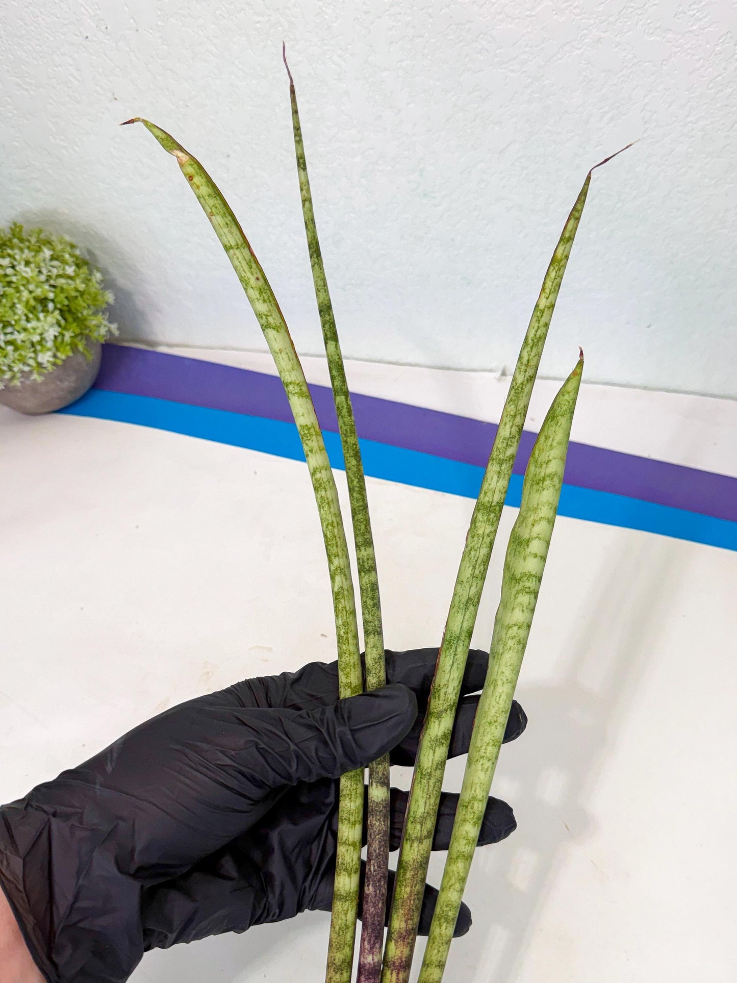 Sansevieria LilGaffel (ro) (5) | Rare -For Advanced Grower
