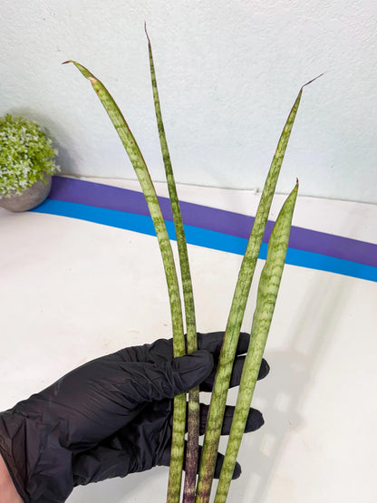 Sansevieria LilGaffel (ro) (5) | Rare -For Advanced Grower