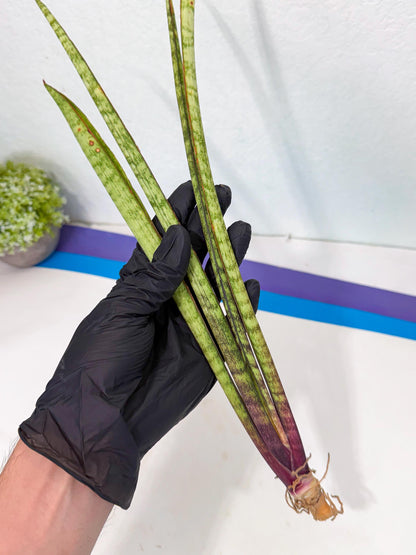 Sansevieria LilGaffel (ro) (5) | Rare -For Advanced Grower