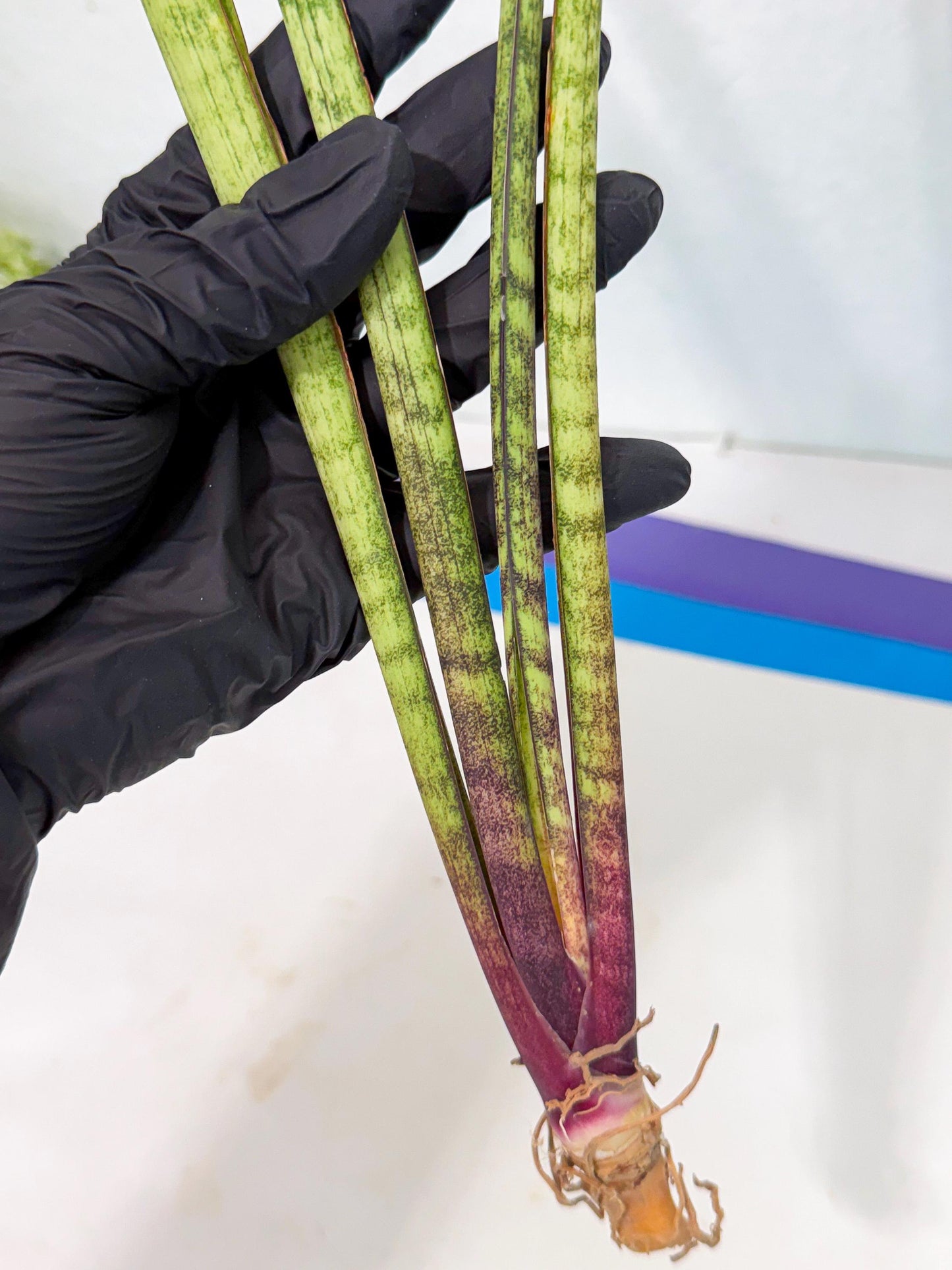 Sansevieria LilGaffel (ro) (5) | Rare -For Advanced Grower