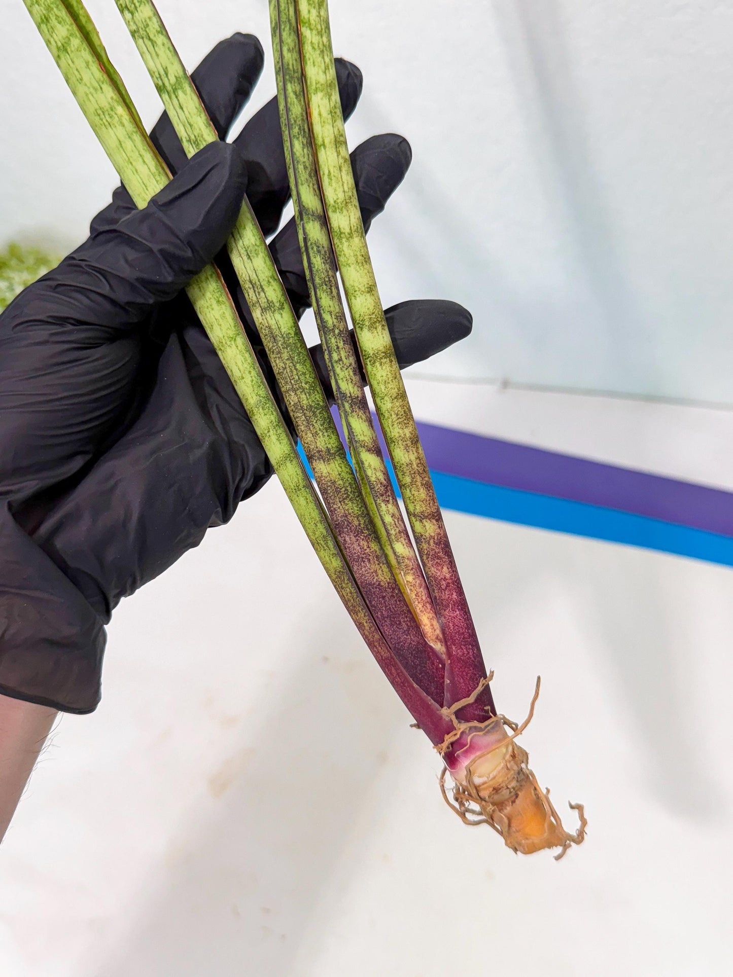 Sansevieria LilGaffel (ro) (5) | Rare -For Advanced Grower