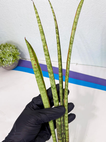 Sansevieria LilGaffel (ro) (5) | Rare -For Advanced Grower